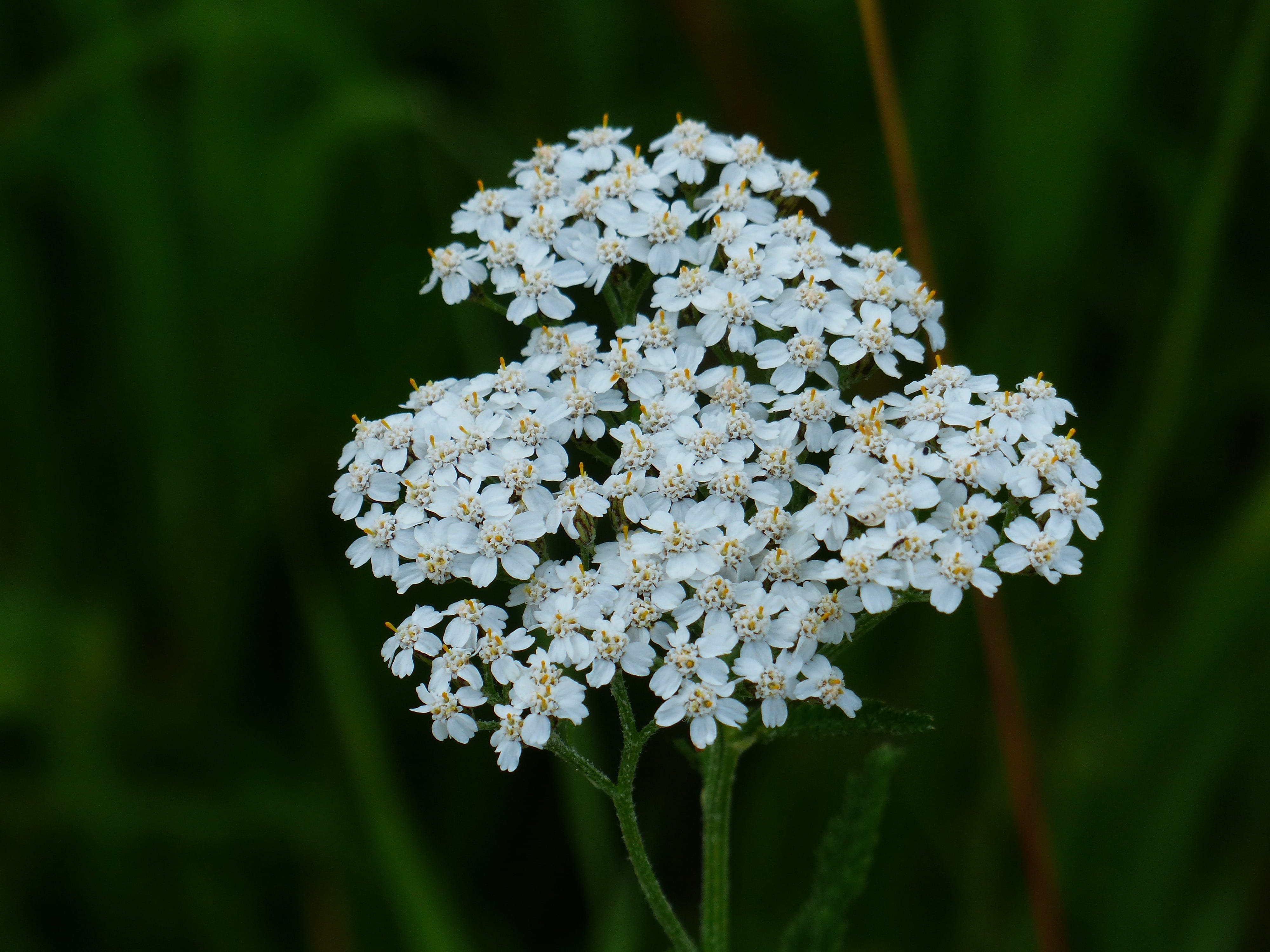 composites, fragility, Bloom, white color, Blossom, achillea, inflorescence, park - man made space, day, achillea millefolium, focus on foreground, lilac, HD Wallpaper