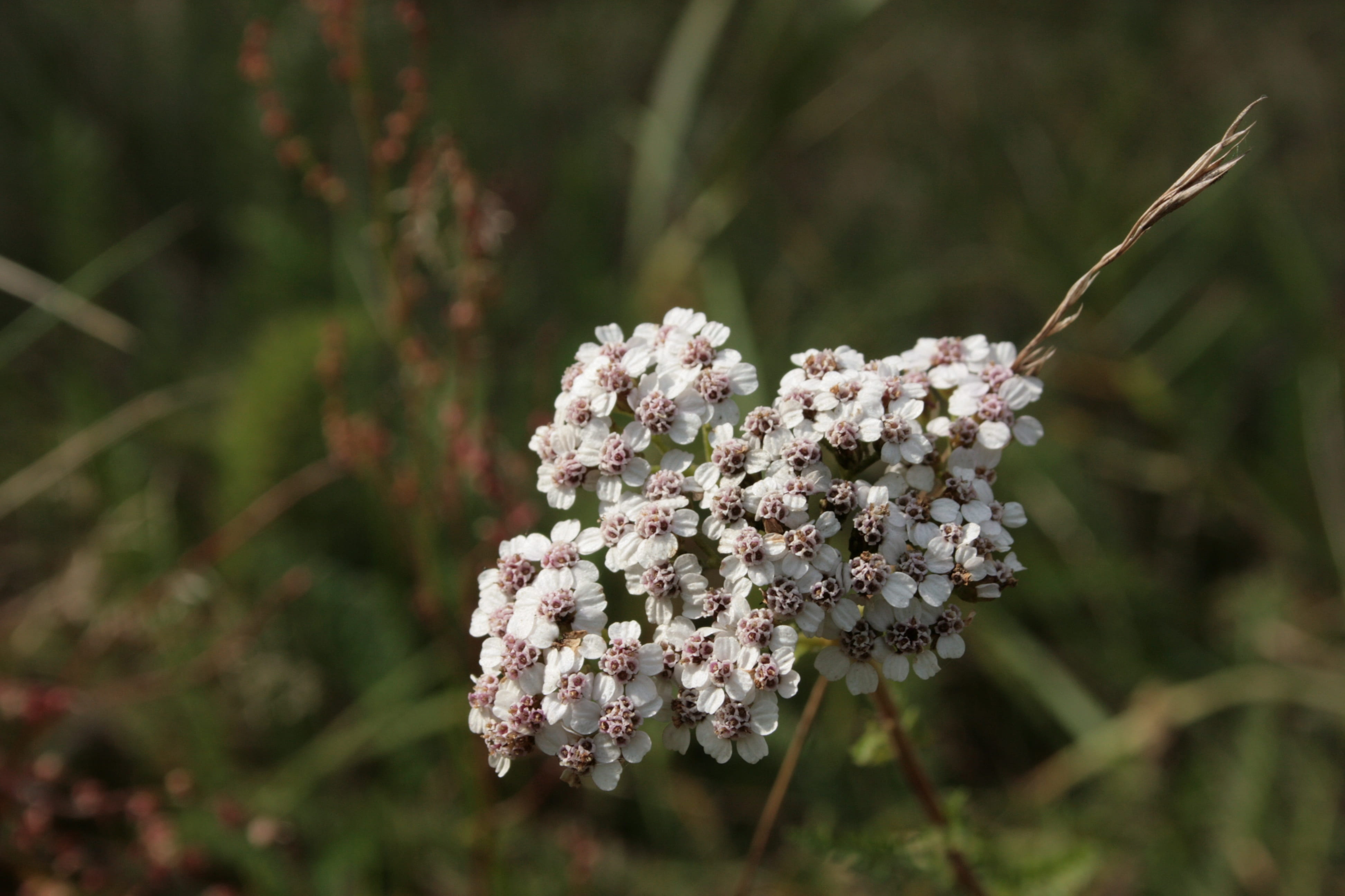 wild flower, achillea millefolium, springtime, plant, close-up, beauty in nature, no people, 4K, branch, nature, growth, vulnerability, day, flower, flowering plant, HD Wallpaper