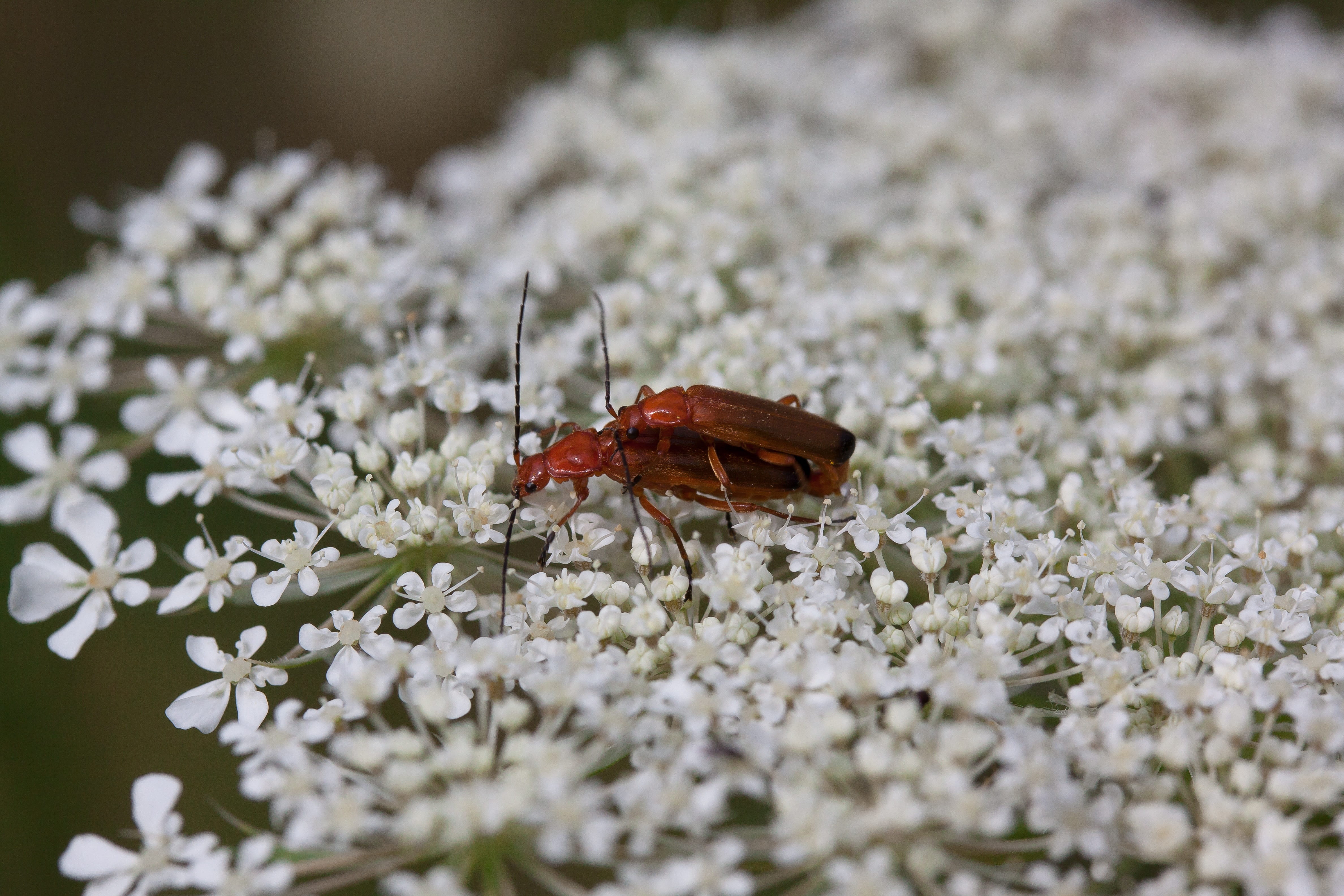 animal, soldier beetle, animal wing, flowers, beauty in nature, millefolium, nature, freshness, selective focus, animal themes, pollination, Yarrow, no people, HD Wallpaper