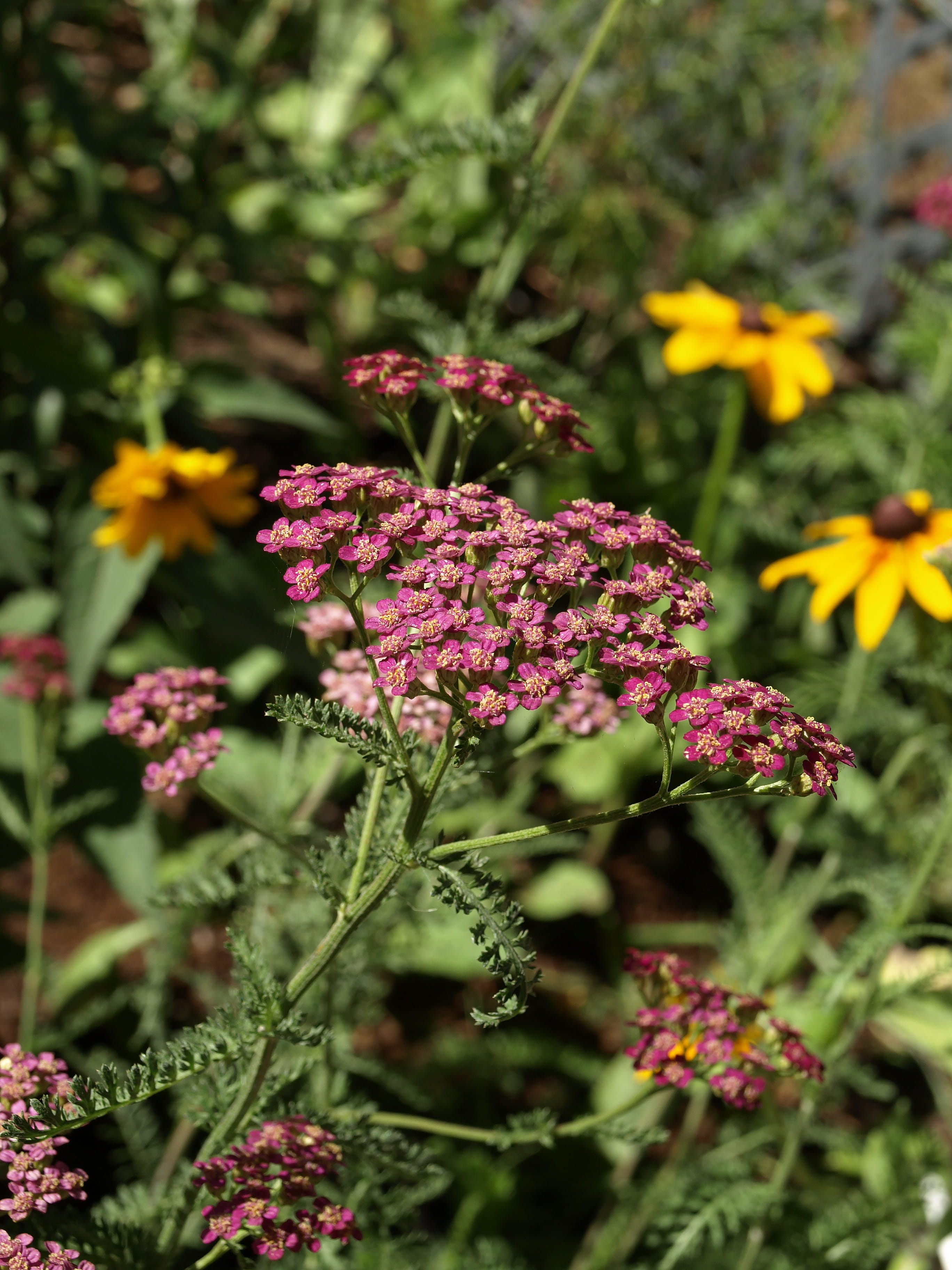 outdoors, flower, beauty in nature, selective focus, achillea millefolium, yarrow, garden, lantana, vulnerability, flowering, plant, pink color, flower head, Phone HD Wallpaper