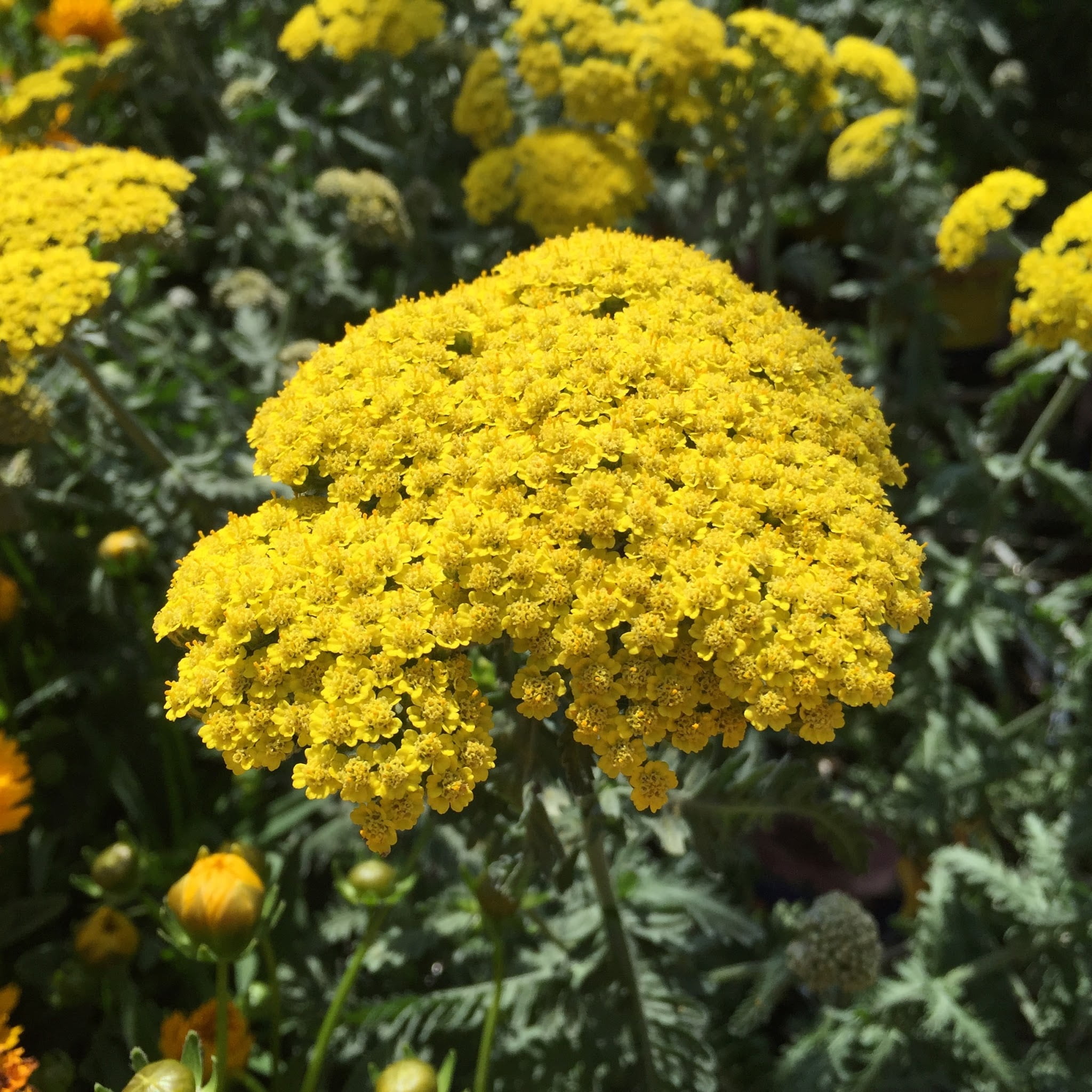 summer plant, petal, freshness, close-up, nature, no people, water wise plant, focus on foreground, vulnerability, yellow, inflorescence, day, achillea millefolium, Phone HD Wallpaper