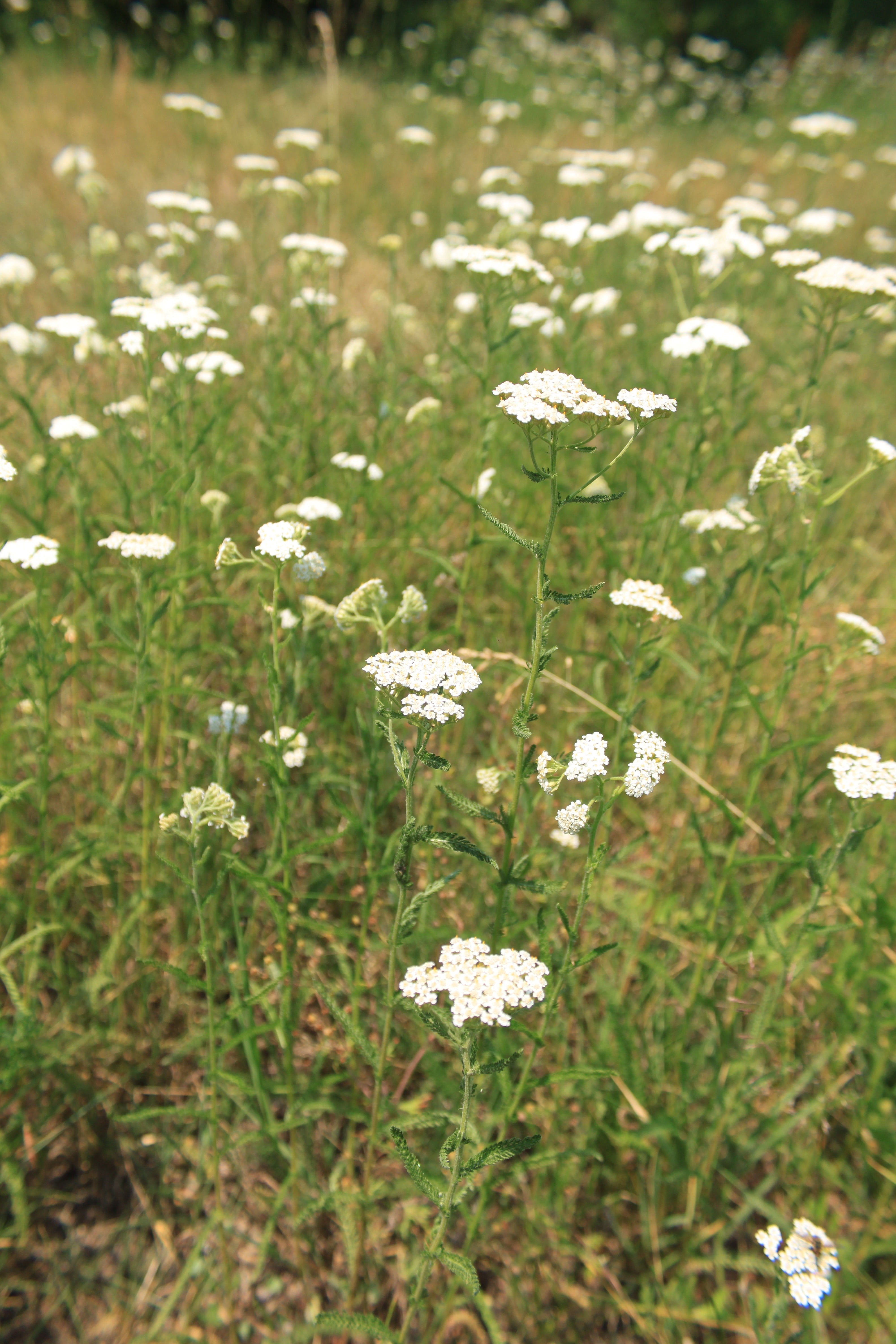 flower, fragility, yarrow, white, focus on foreground, herbs, millefolium, petal, small, green, beauty in nature, plants, close-up, white color, plant, Phone HD Wallpaper