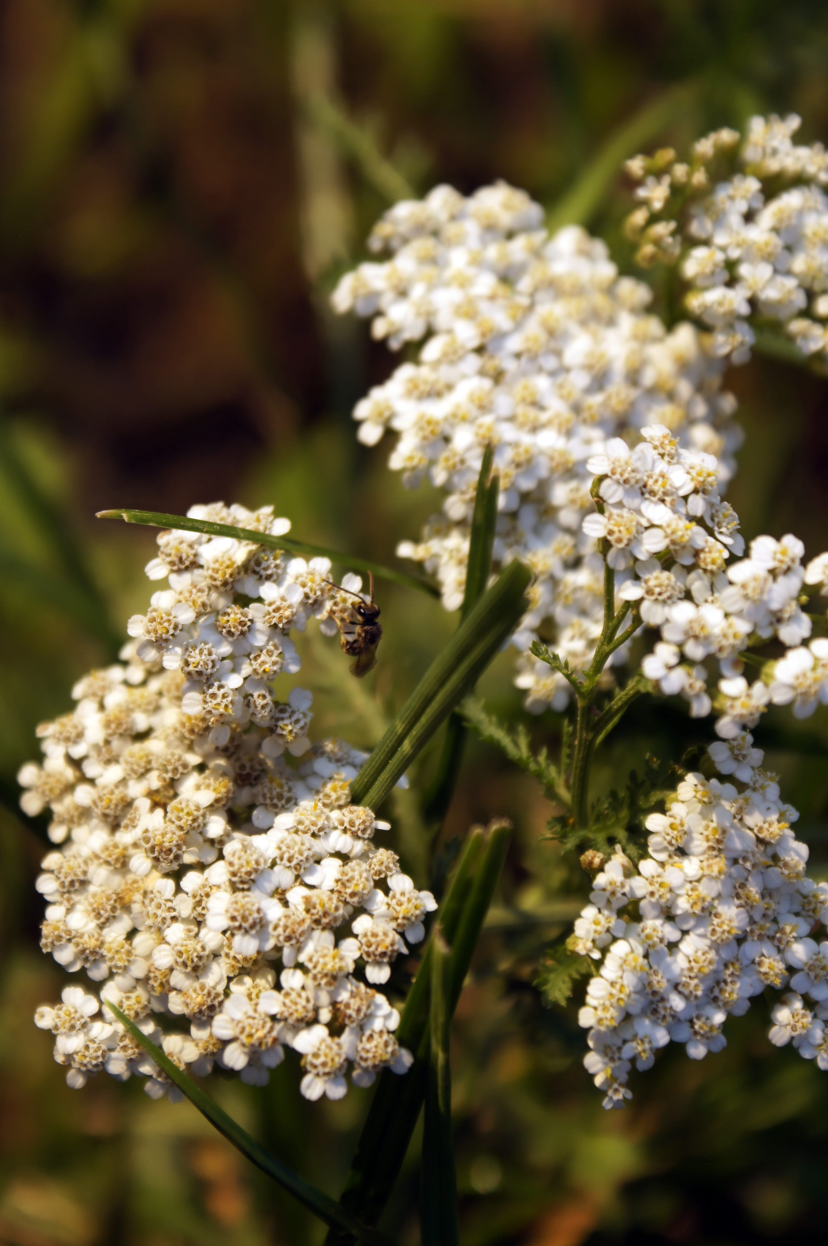 freshness, flower head, white color, ravne pri zdolah, flower, 4K, outdoors, petal, beauty in nature, yarrow, day, slovenia, bunch of flowers, plant, vulnerability, Phone HD Wallpaper