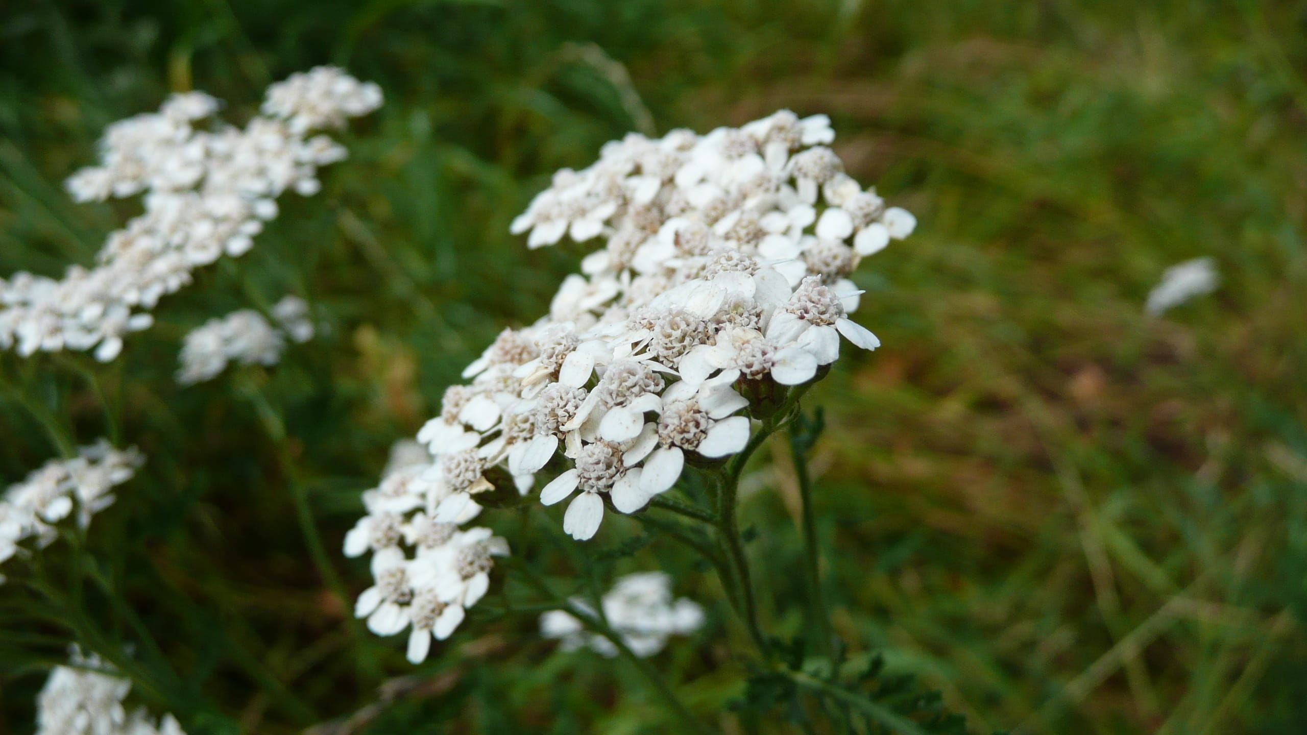 close-up, macro, day, Achillea Millefolium, nature, freshness, no people, flower, white, flowering plant, flower head, green color, common yarrow, grass, HD Wallpaper