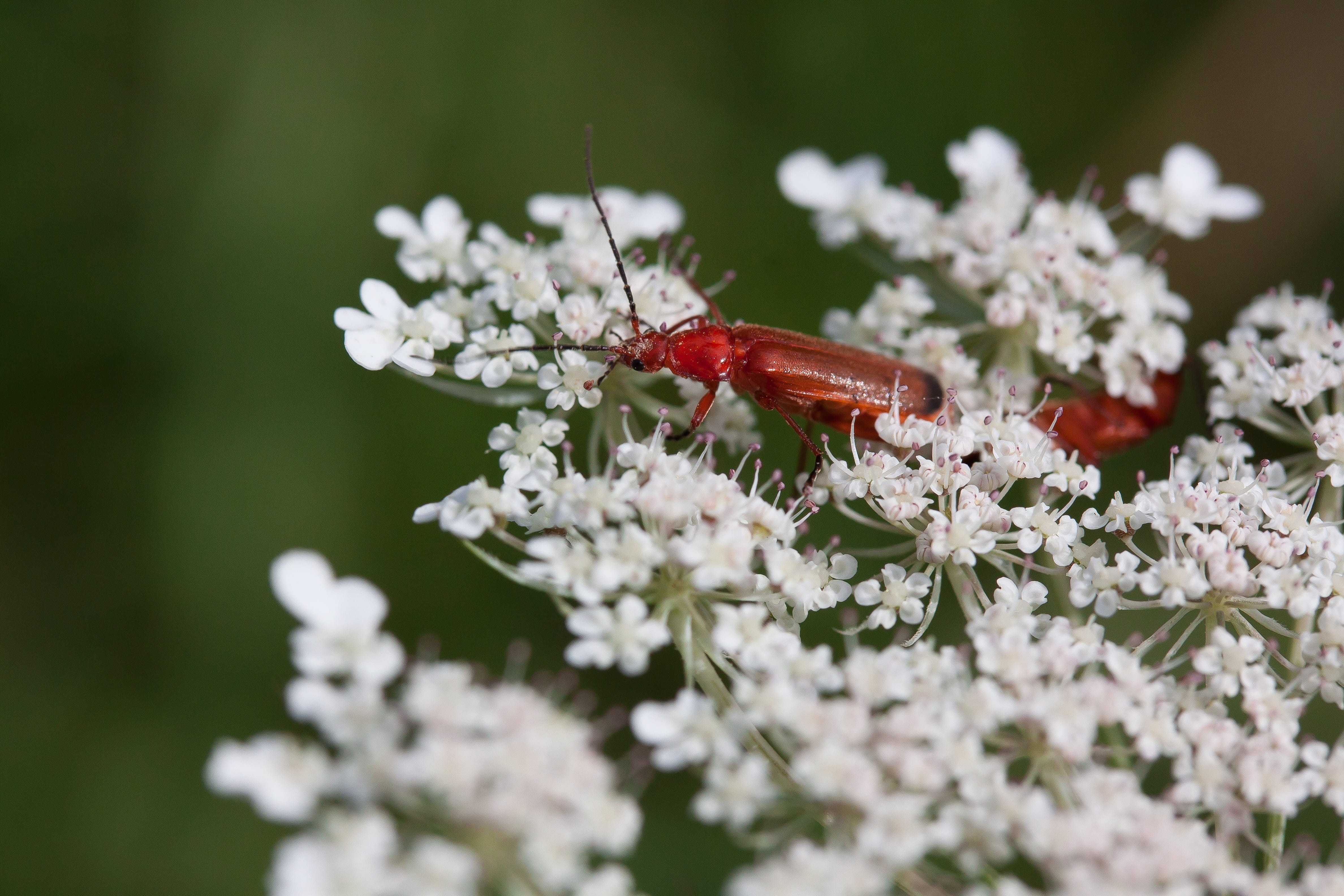 no people, medicinal plant, red, close-up, beauty in nature, freshness, one animal, insect, pollination, animals in the wild, achillea, macro, springtime, HD Wallpaper