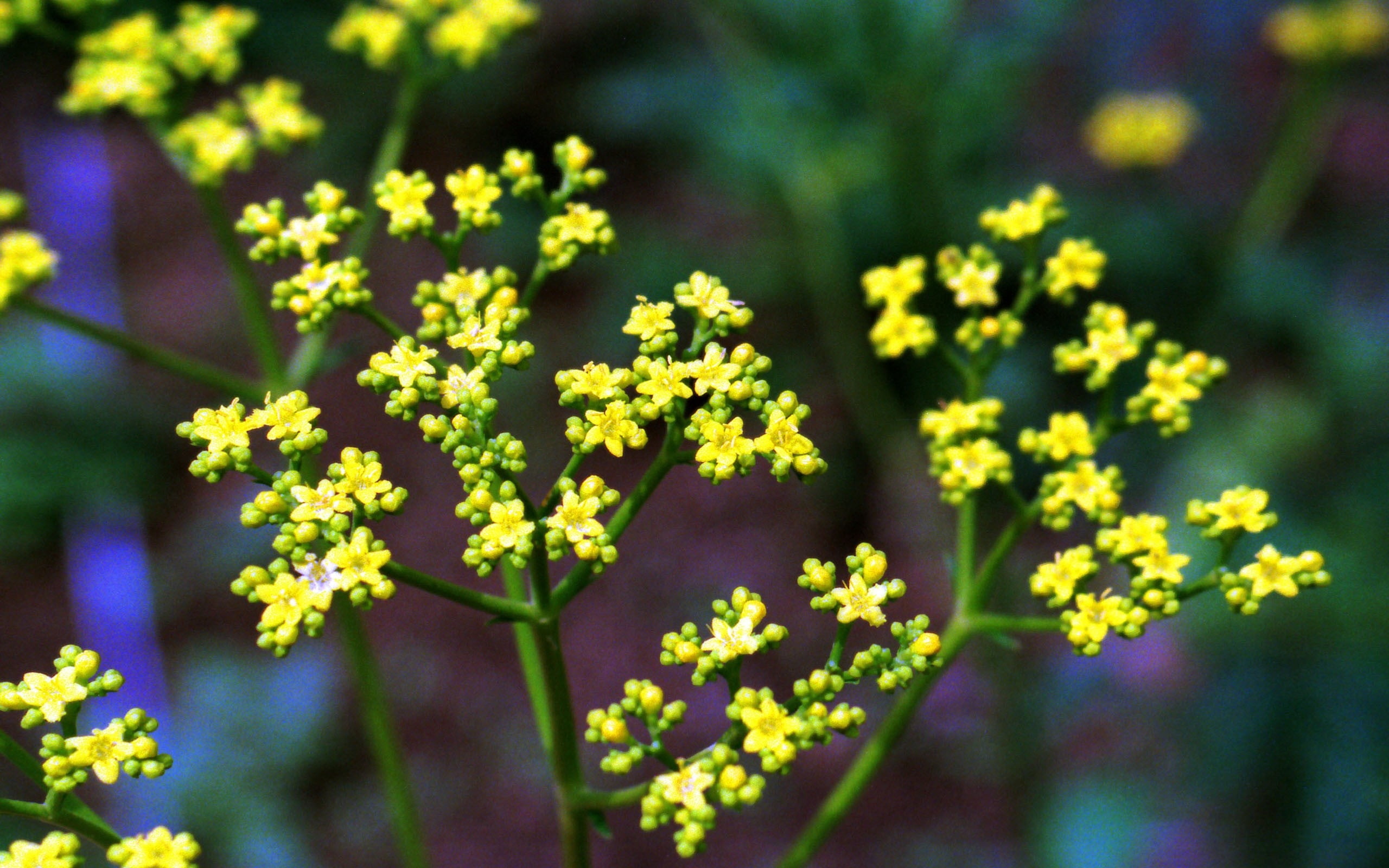 yellow, softness, flower, inflorescence, plants, close-up, outdoors, no people, focus on foreground, 2K, flowers, flowering plant, petal, vulnerability, HD Wallpaper