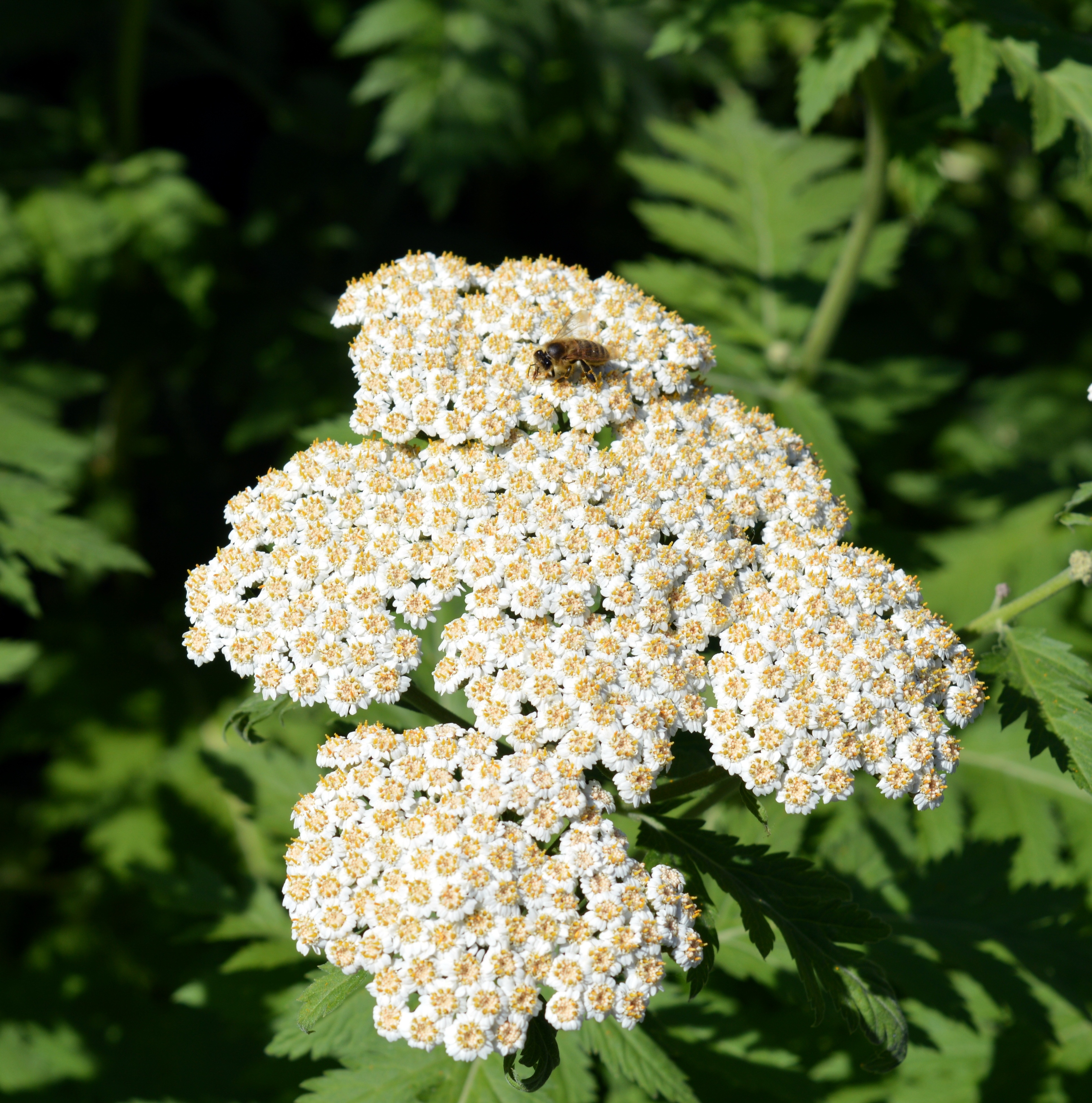 yarrow, inflorescence, fragility, close, pointed flower, vulnerability, white color, beauty in nature, 4K, leaf, medicinal herb, close-up, no people, freshness, Phone HD Wallpaper