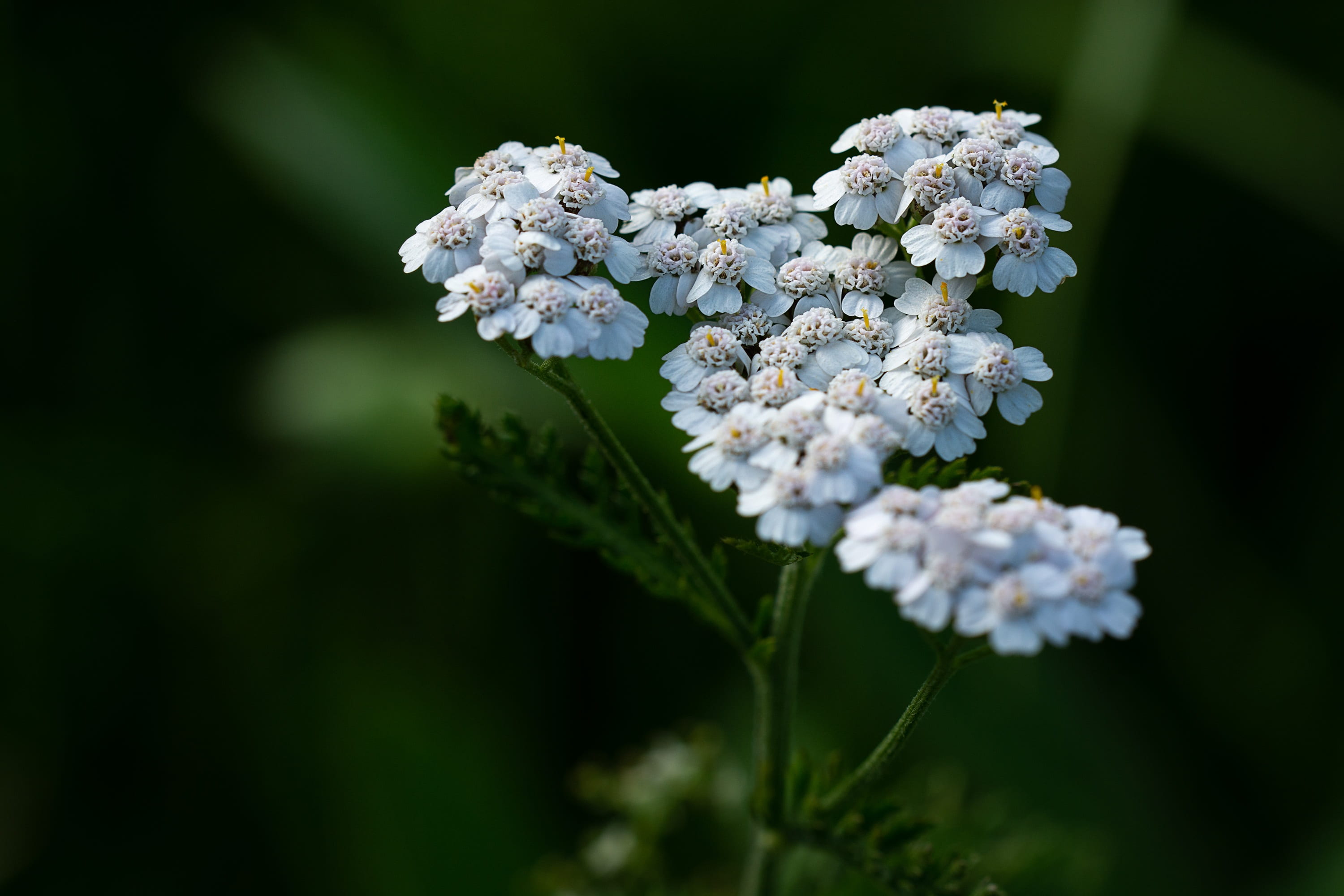 softness, growth, lilac, grassland plants, pointed flower, photography, petaled, white, fragility, freshness, white color, wild flower, petal, selective focus, HD Wallpaper
