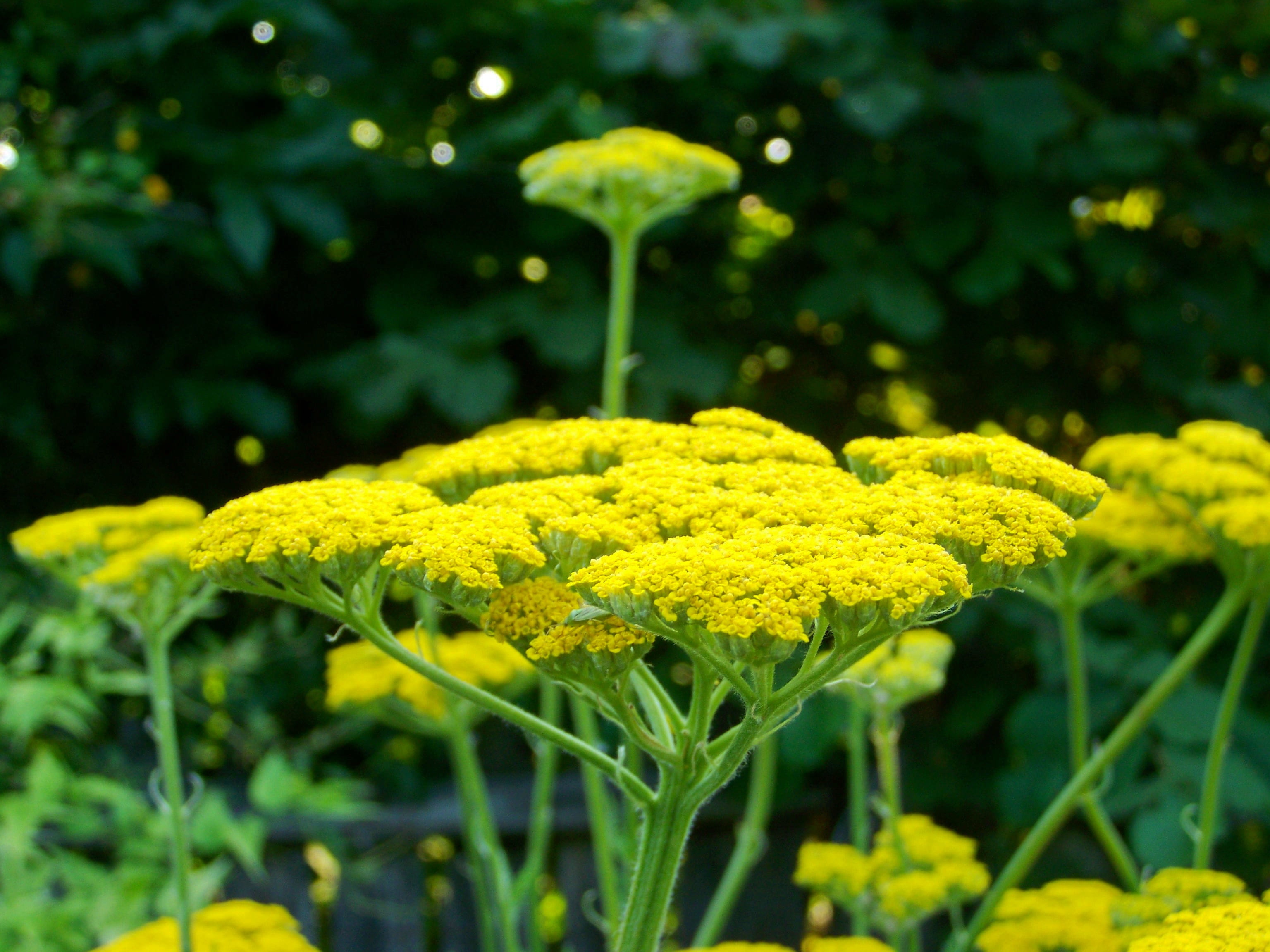vulnerability, green color, beauty in nature, flower garden, flower head, petal, plant stem, growth, springtime, day, 2K, inflorescence, yarrow, fragility, HD Wallpaper
