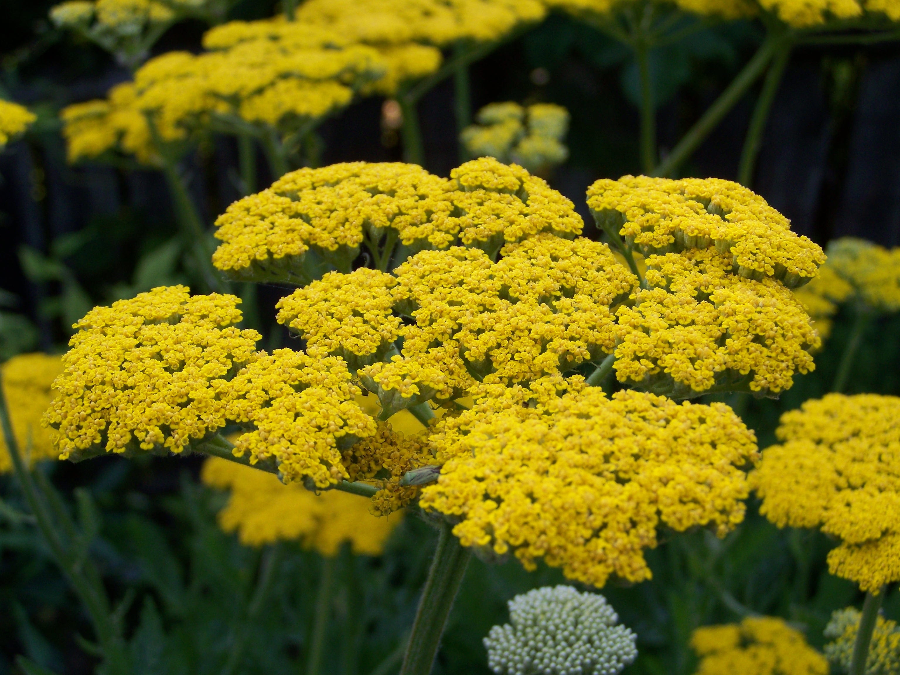 plant, flowering plant, abundance, inflorescence, fragility, outdoors, day, growth, yellow, 2K, freshness, vulnerability, beauty in nature, green color, HD Wallpaper