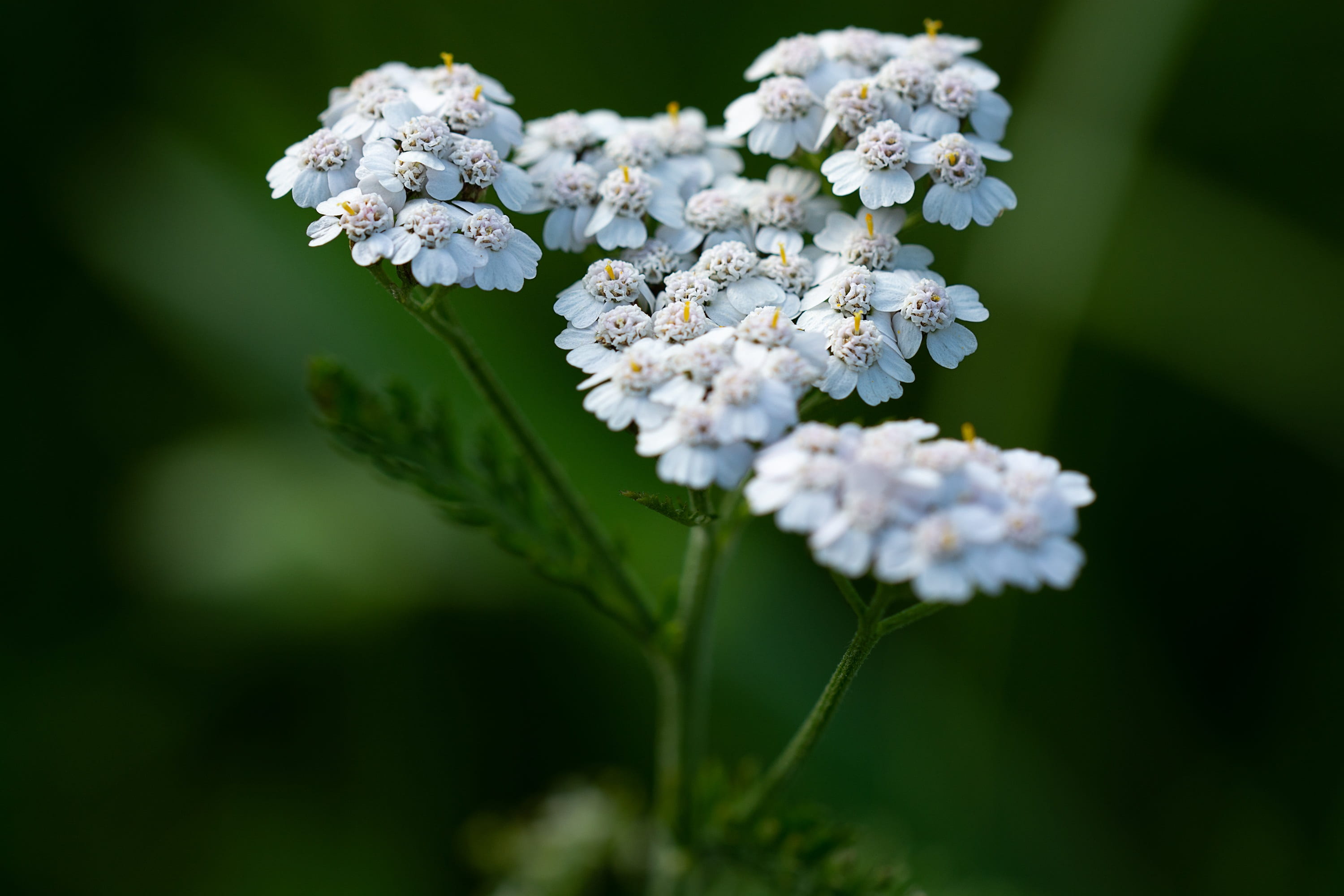 close, flower head, softness, outdoors, bunch of flowers, flower, white color, springtime, flowering plant, no people, grassland plants, botany, close-up, HD Wallpaper
