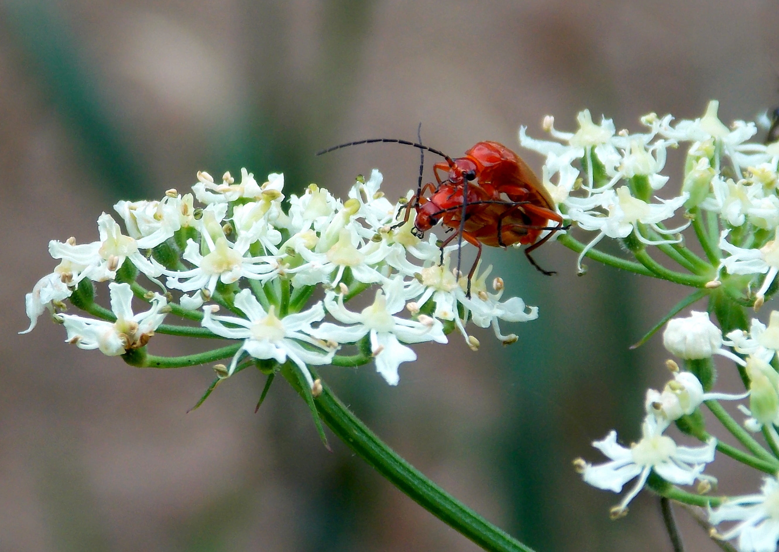 white color, grassland plants, nature, meadow yarrow, no people, insect, animal wing, animal themes, 2K, flower, fragility, close-up, soldier beetle, growth, HD Wallpaper
