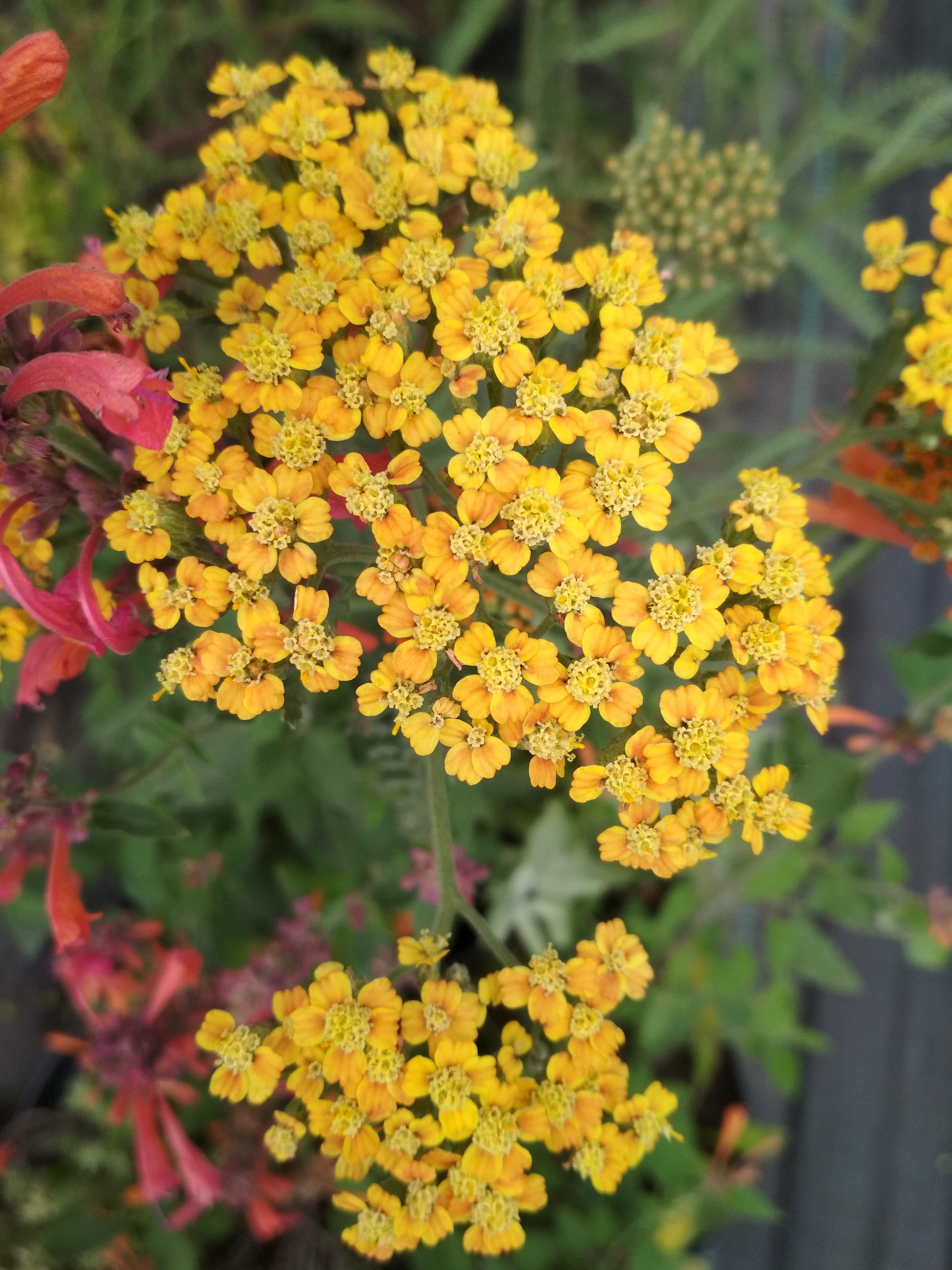 vulnerability, freshness, springtime, 4K, flowers, lantana, composition, bloom, garden, nature, flowering plant, plant, yarrow, growth, focus on foreground, Phone HD Wallpaper