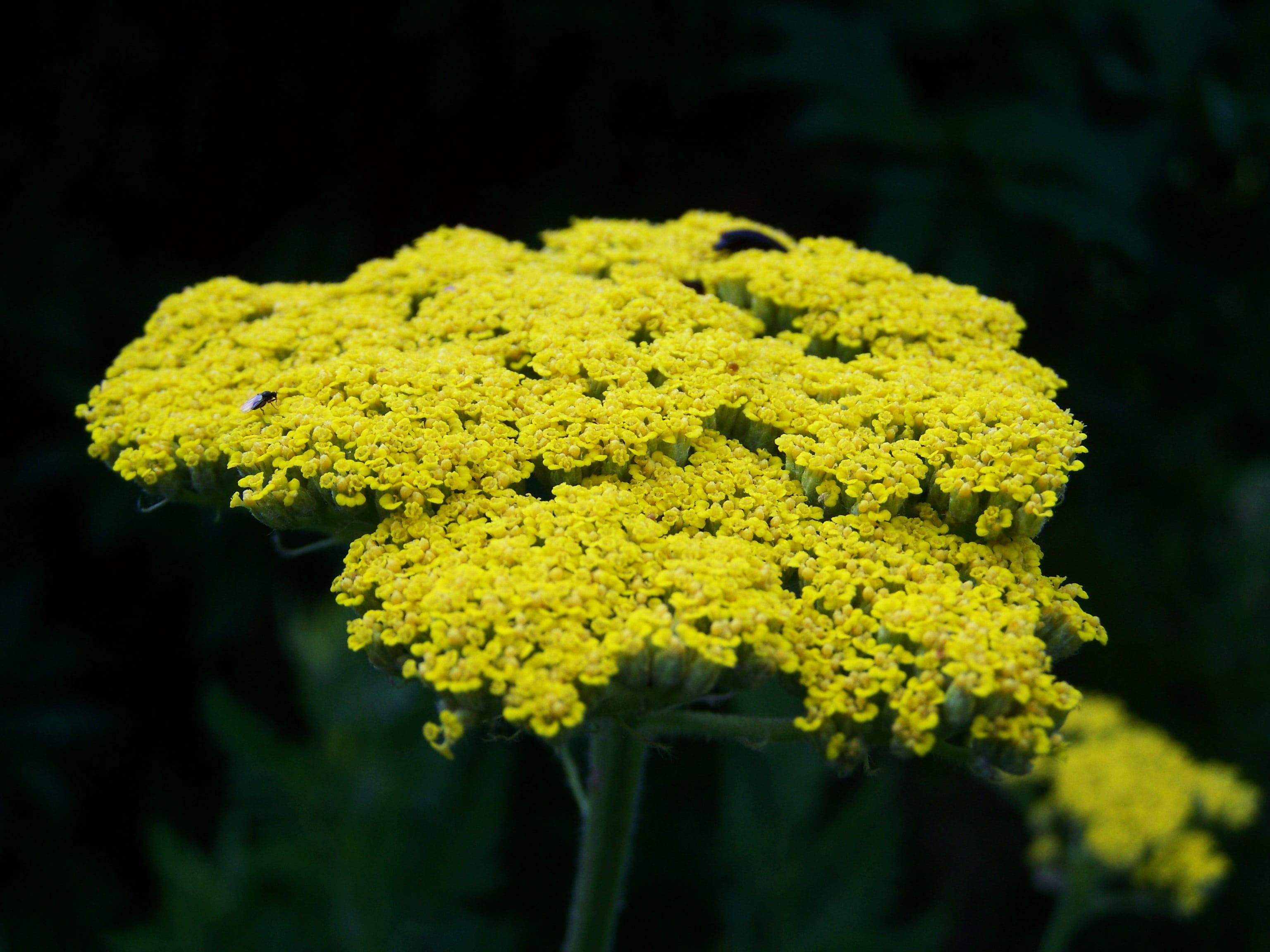 fragility, Yarrow, yellow flower, focus on foreground, freshness, nature, plant, Flower, bunch of flowers, inflorescence, black background, petal, green color, HD Wallpaper