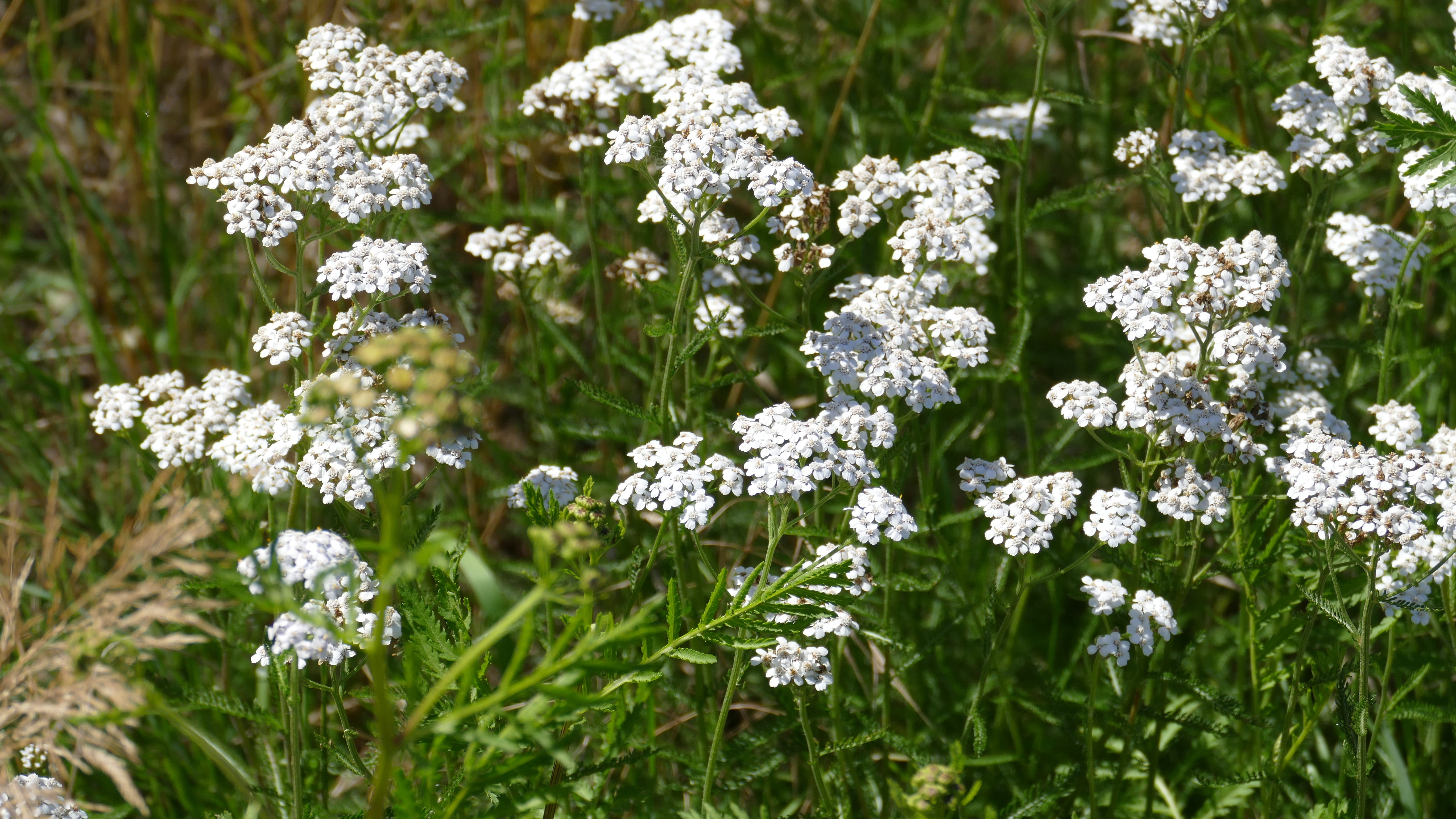 grassland plants, herb, yarrow, outdoors, flower, freshness, green color, plant, fauna, close-up, vulnerability, greenish, nature, no people, flora, white, HD Wallpaper