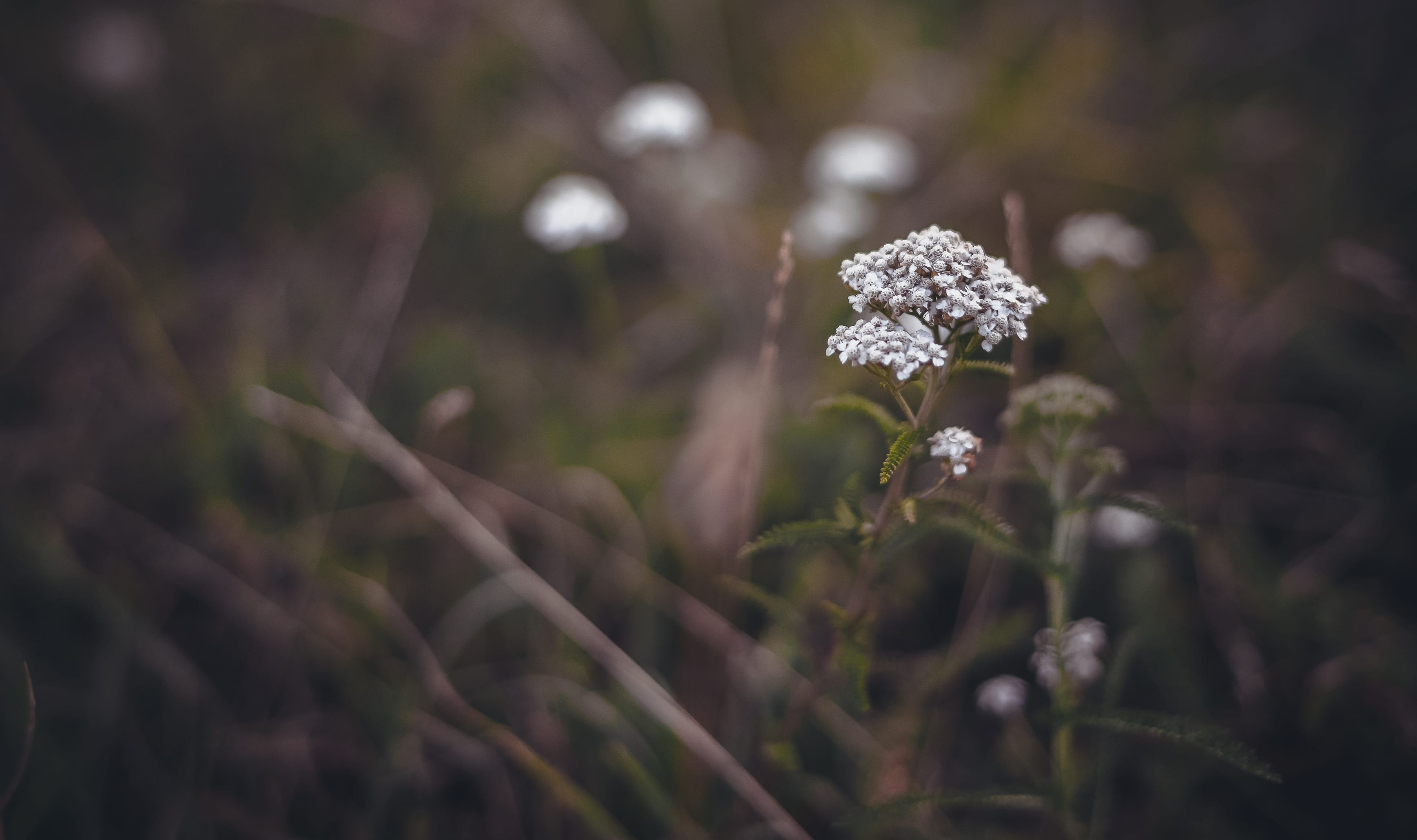 flowering plant, freshness, wild flowers, day, krupnyj plan, land, small, green color, vegetable, beautiful, meadow flowers, yarrow, fragility, focus on foreground, HD Wallpaper