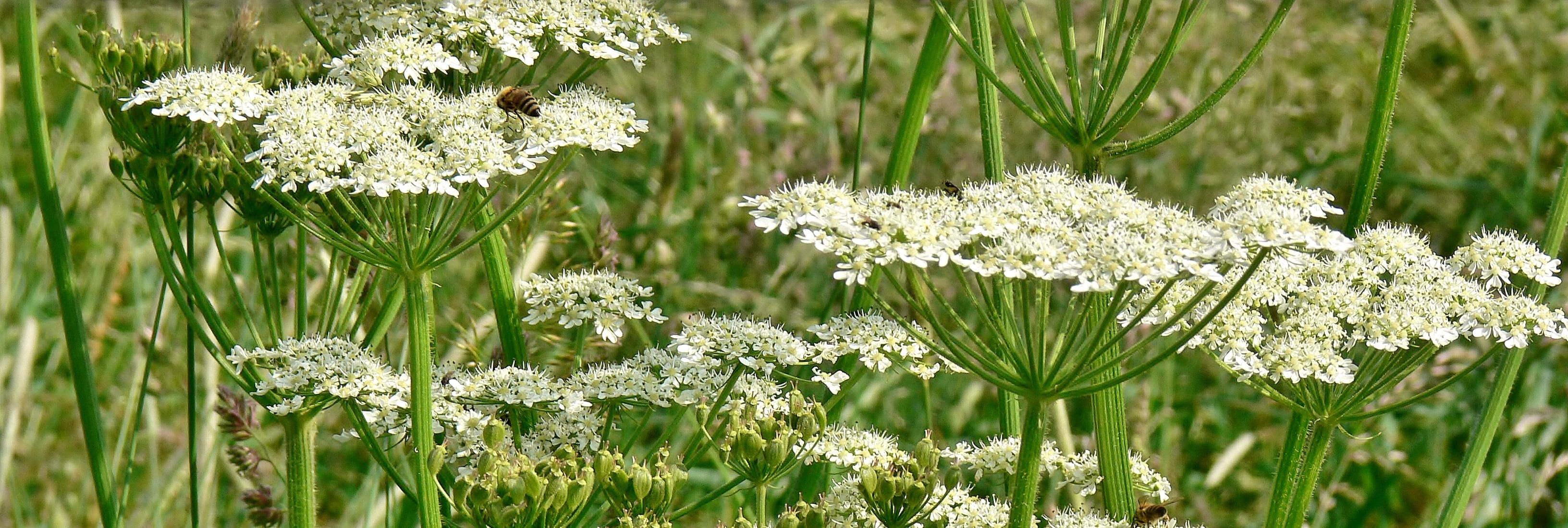 white color, freshness, flower, growth, day, plant, 2K, bloom, yarrow, blossom, botany, meadow, springtime, pointed flower, close-up, fragility, vulnerability, HD Wallpaper