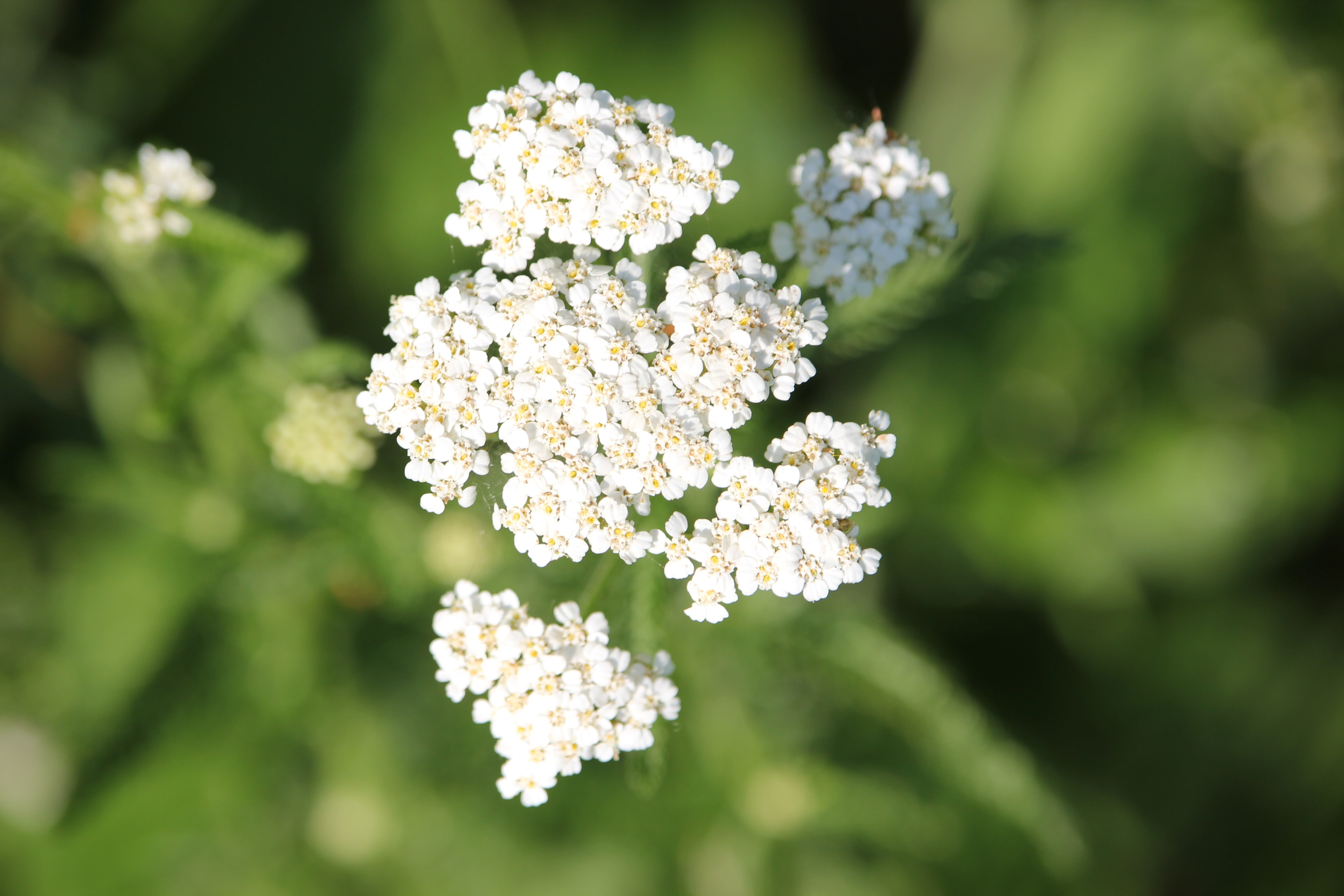 5K, blooming, no people, nature, vulnerability, growth, botany, herb, outdoors, flowering plant, springtime, close-up, flower, selective focus, yarrow, HD Wallpaper