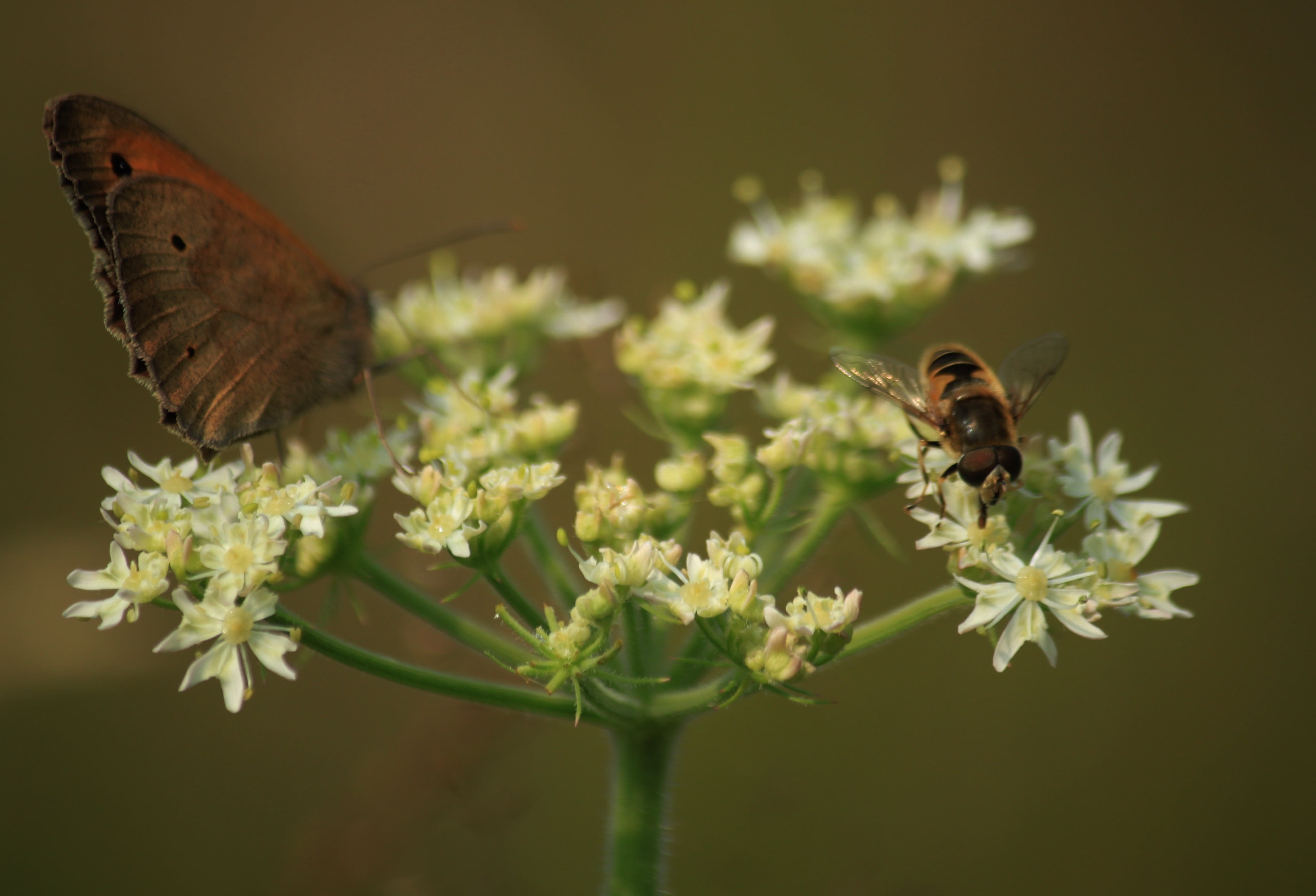 hoverfly, flowering plant, inflorescence, animal wildlife, no people, wild plants, flower, one animal, fragility, white, animals, beauty in nature, 4K, HD Wallpaper