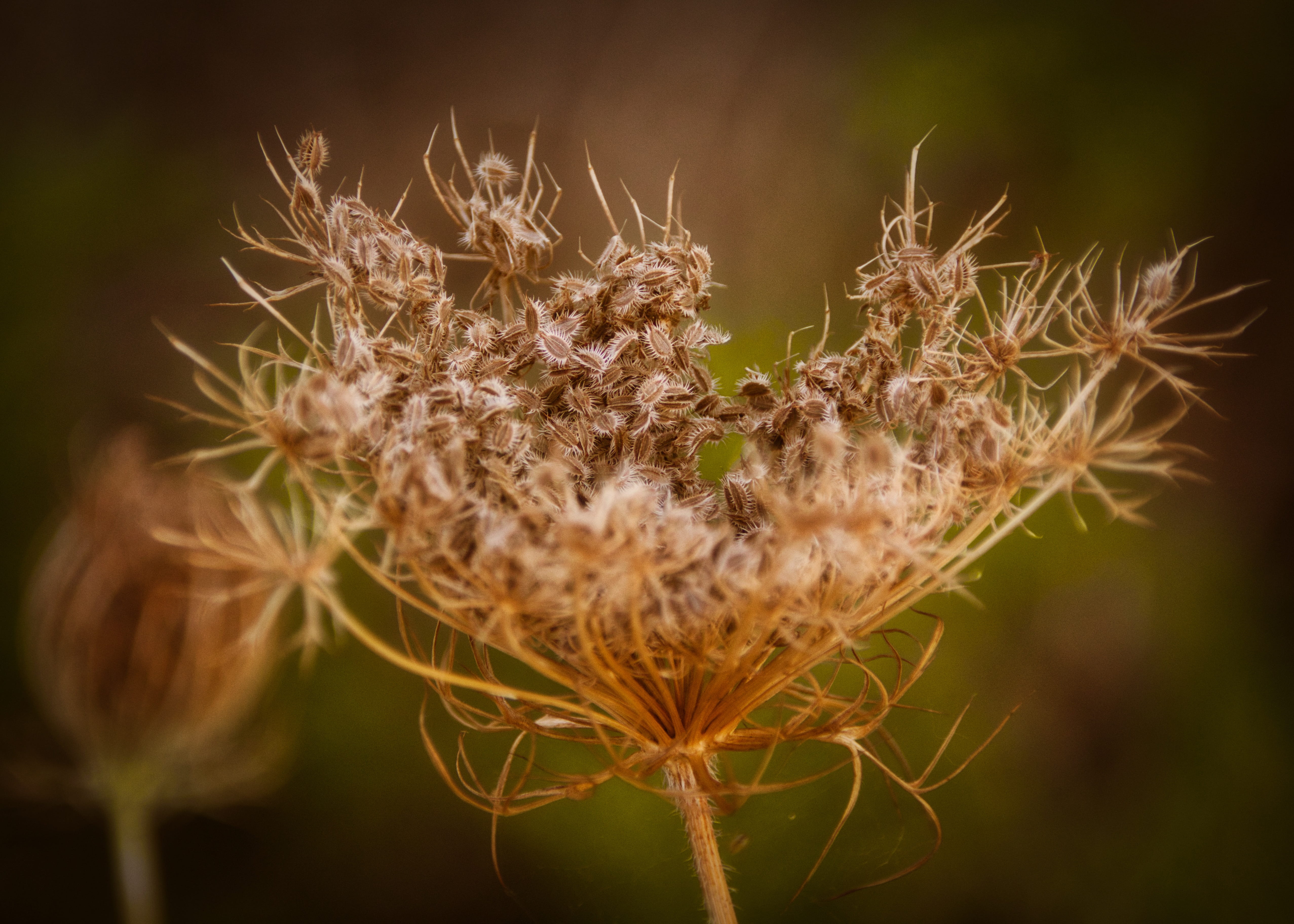 flower, grassland plants, macro, freshness, dandelion seed, no people, wilted plant, vulnerability, inflorescence, close up, selective focus, focus on foreground, HD Wallpaper