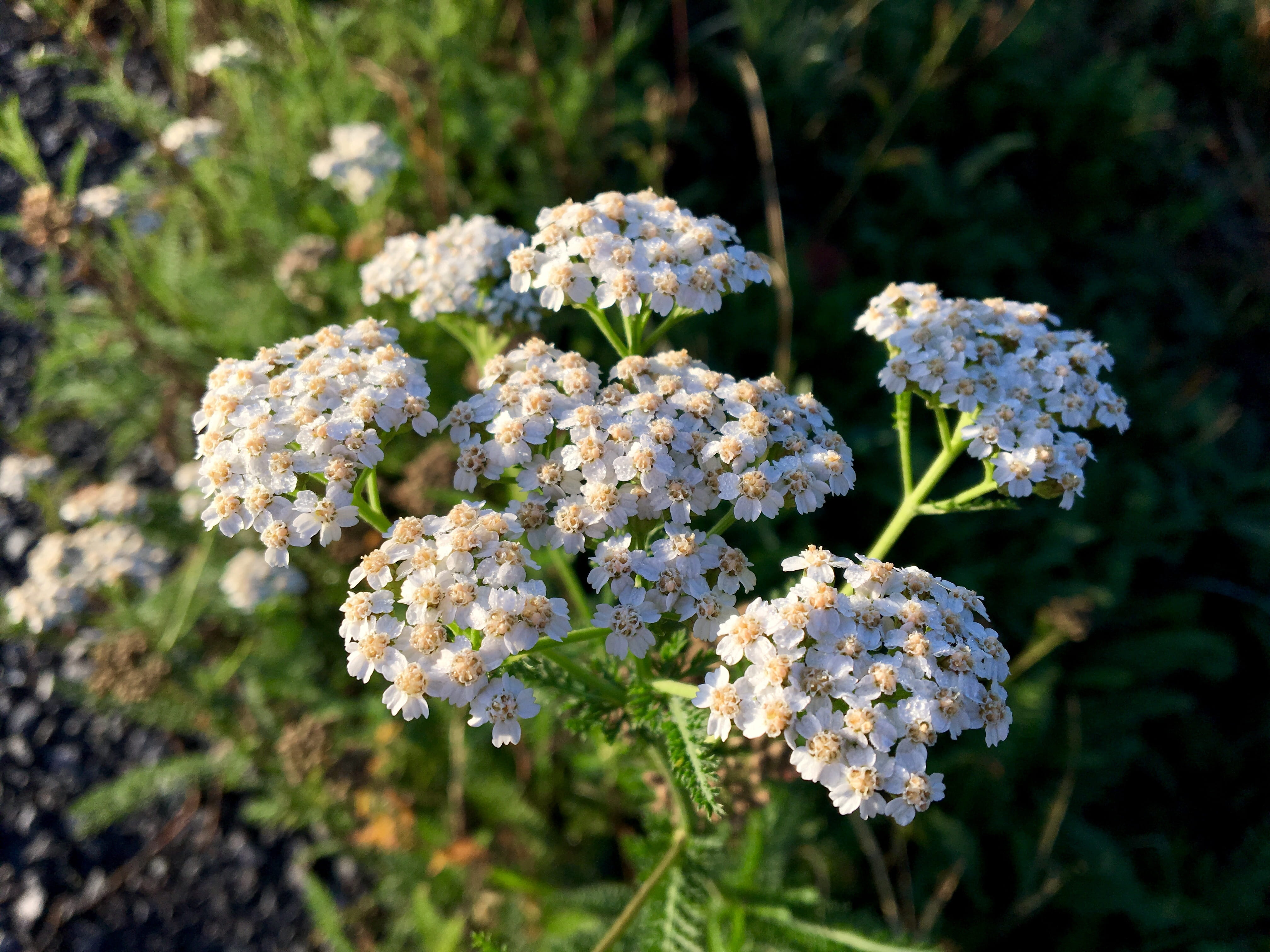 white color, bunch of flowers, flowering plant, nature, close-up, inflorescence, beauty in nature, plant, flora, 4K, flower head, selective focus, freshness, HD Wallpaper
