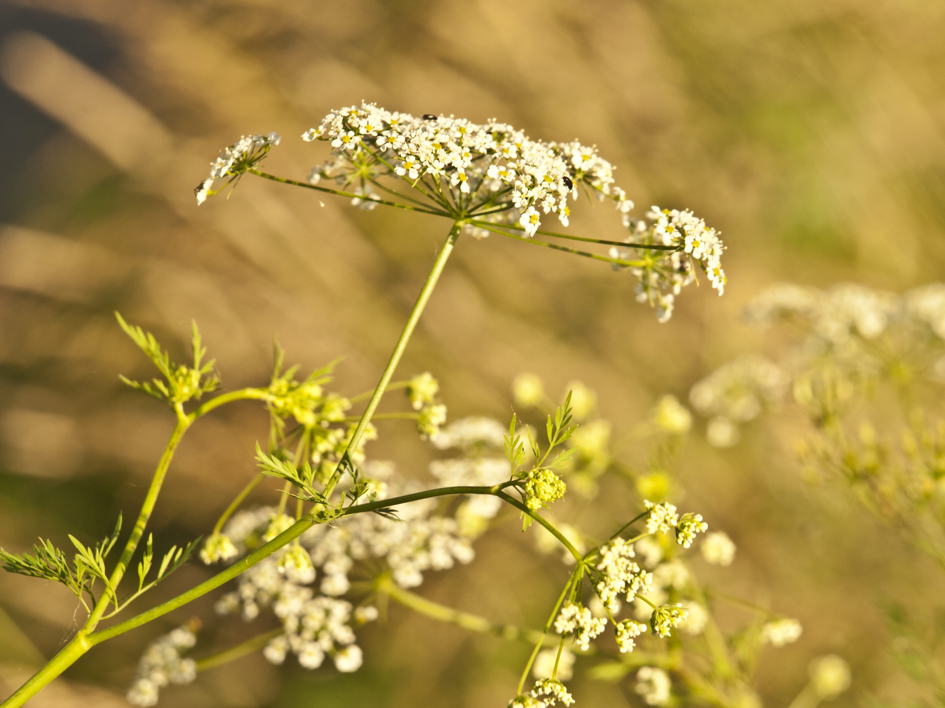 growth, day, uncultivated, meadow, vulnerability, close, meadow herbs, close-up, focus on foreground, herb, no people, flower head, flower, urticaceae, HD Wallpaper