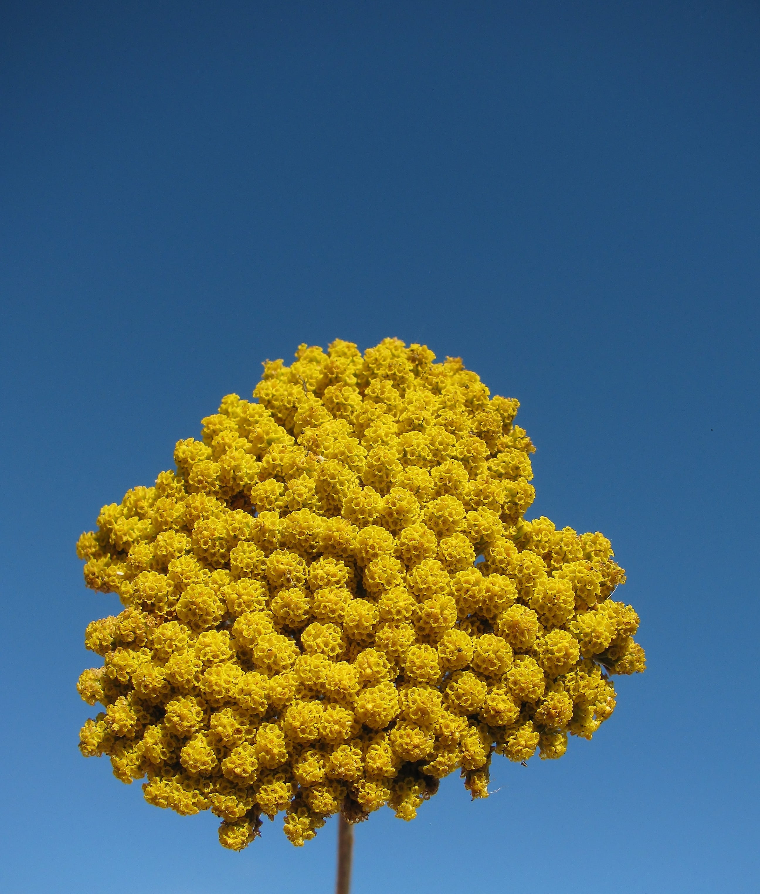 low angle view, fragility, flower arrangement, yarrow, vulnerability, 2K, bouquet, outdoors, nature, blue, flowering plant, growth, sky, beauty in nature, Phone HD Wallpaper