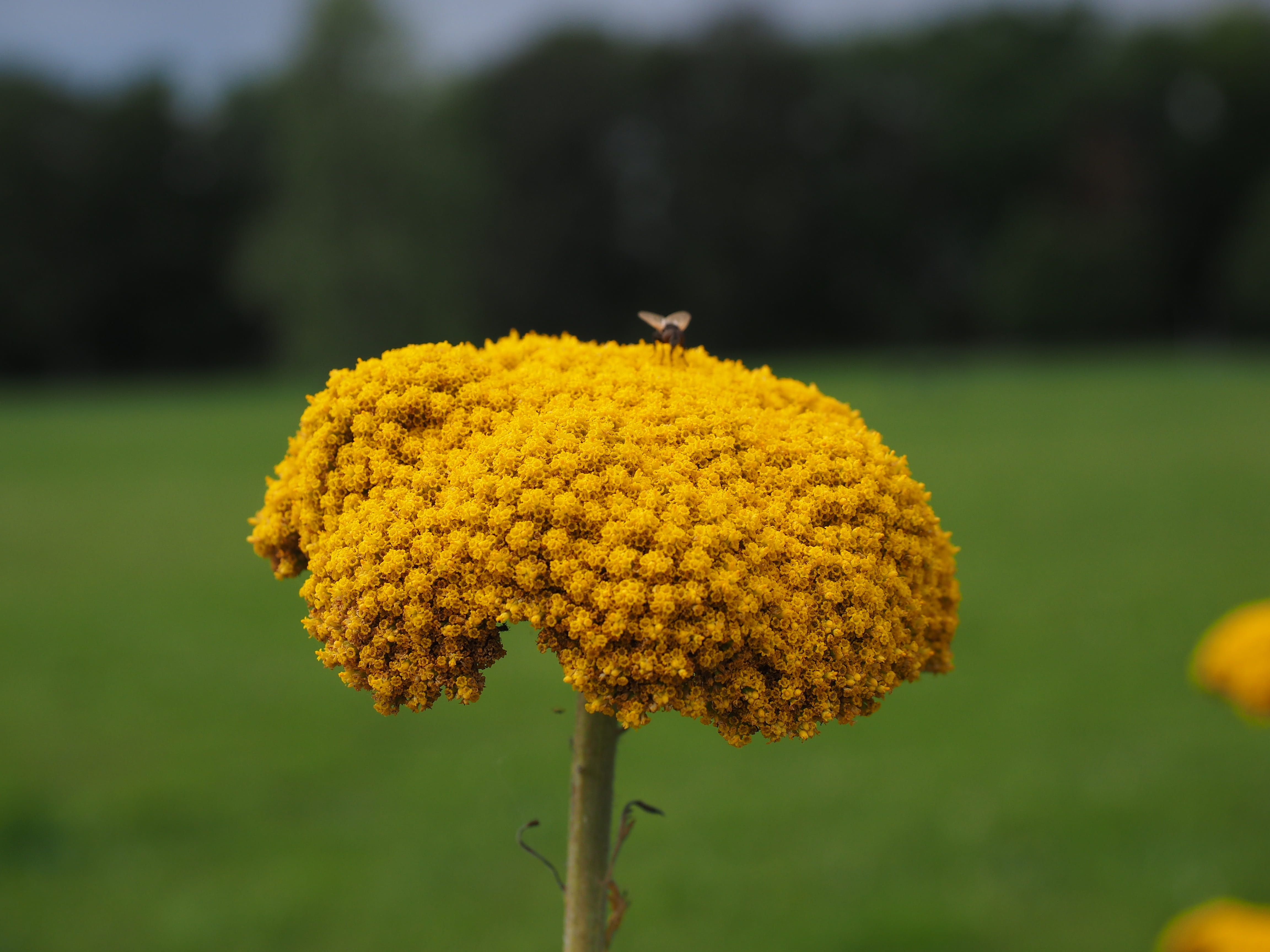 achillea, green Color, composites, summer, focus on foreground, petal, flowering plant, Yellow, beauty In Nature, tanacetum angulatum, Flower, vulnerability, HD Wallpaper
