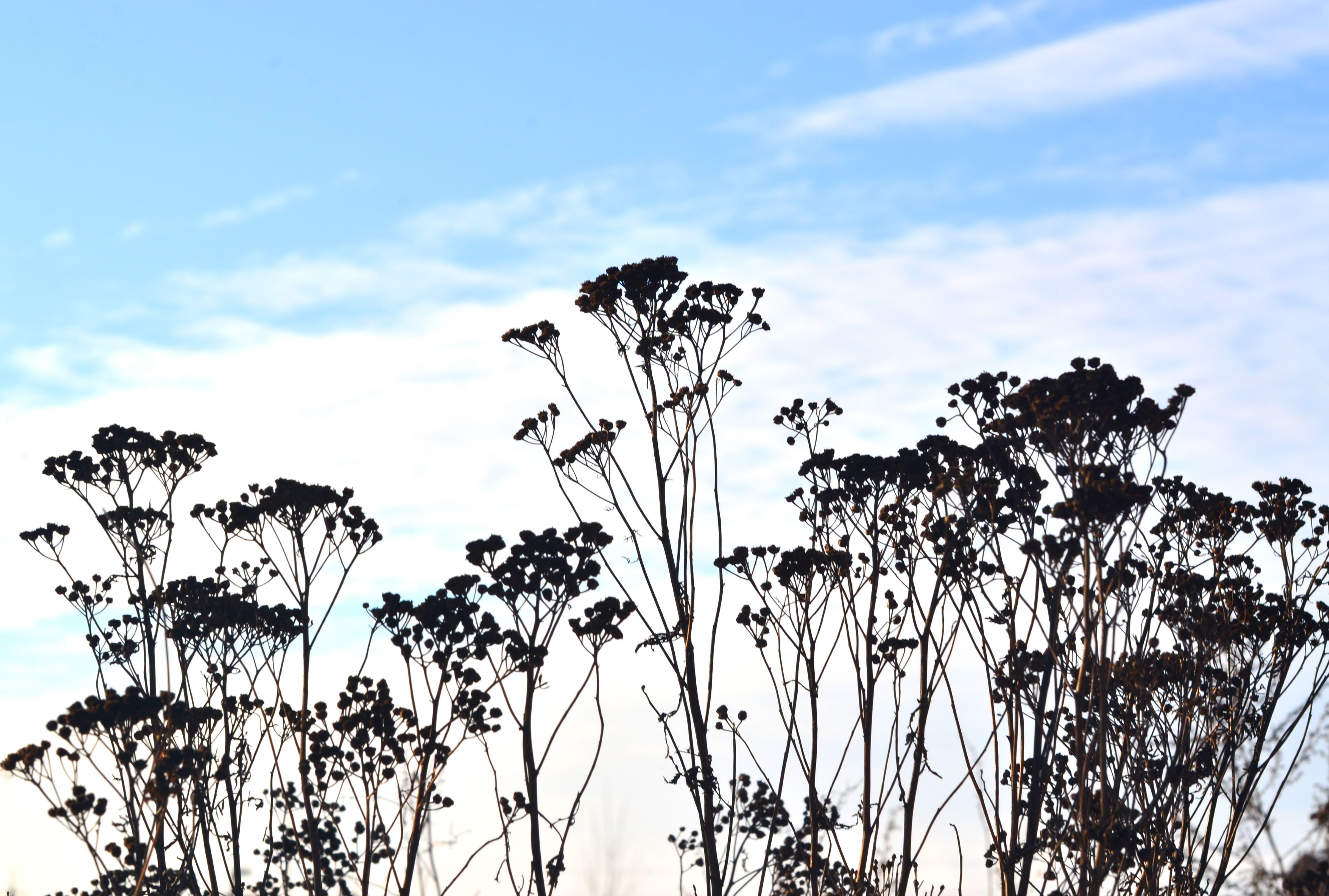 sunlight, dry, non-urban scene, low angle view, scenics - nature, tranquility, outdoors, plant stem, growth, leaf, nature, tree, cloud - sky, close-up, HD Wallpaper