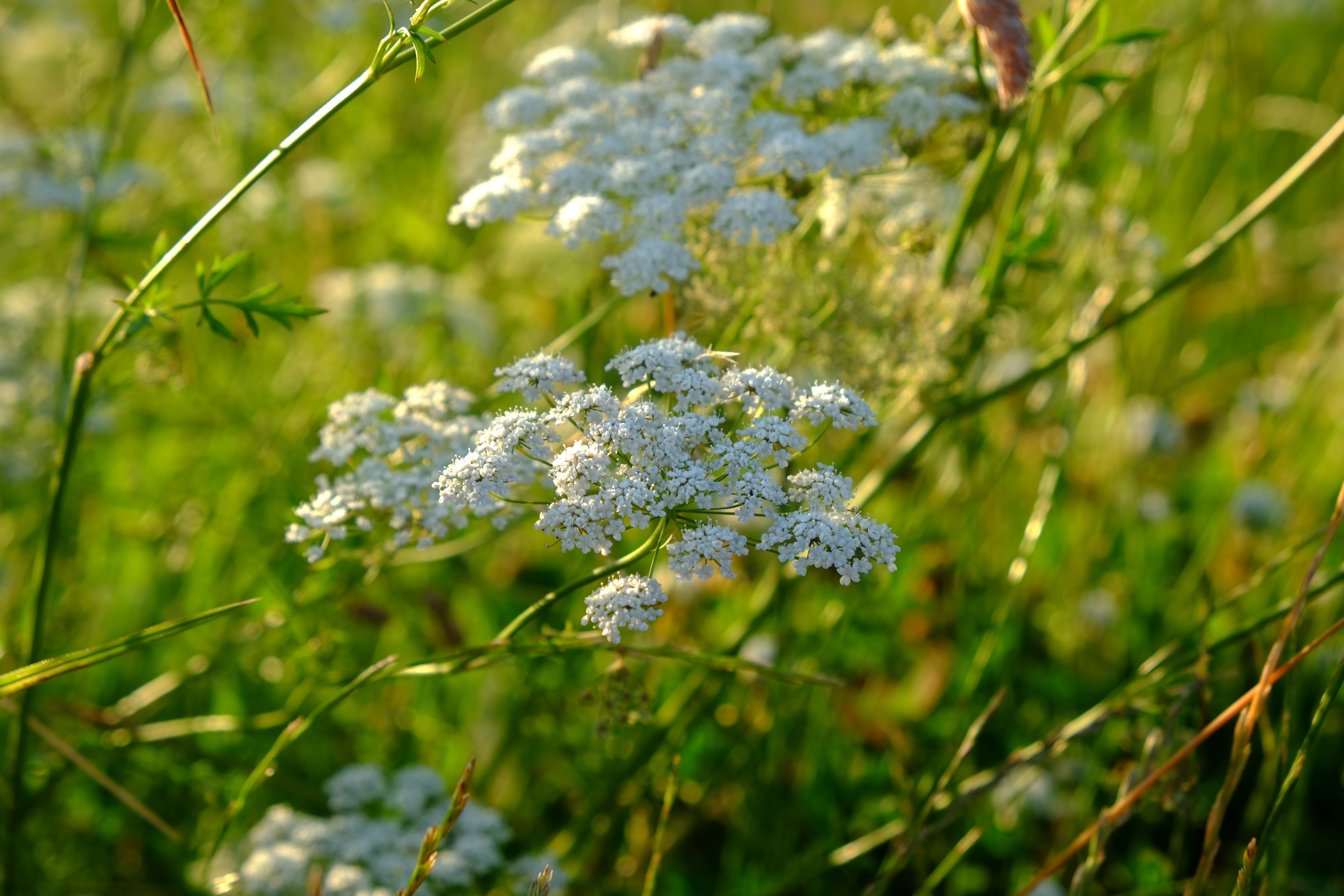 close-up, summer, day, outdoors, 4K, blossom, flowering plant, green, winter, meadow, pointed flower, grassland plants, plant, meadow yarrow, fragility, HD Wallpaper