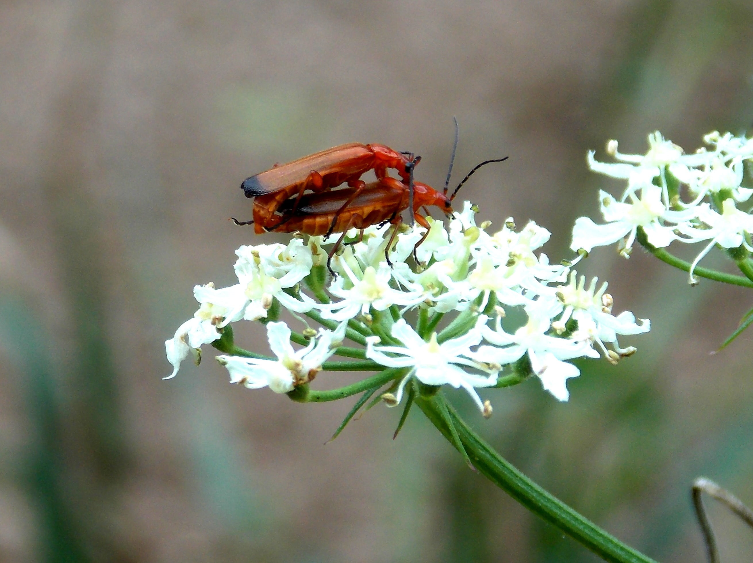 petal, reproduction, flowering plant, animal themes, animals in the wild, white, vulnerability, probe, flora, one animal, soldier beetle, animal wildlife, HD Wallpaper