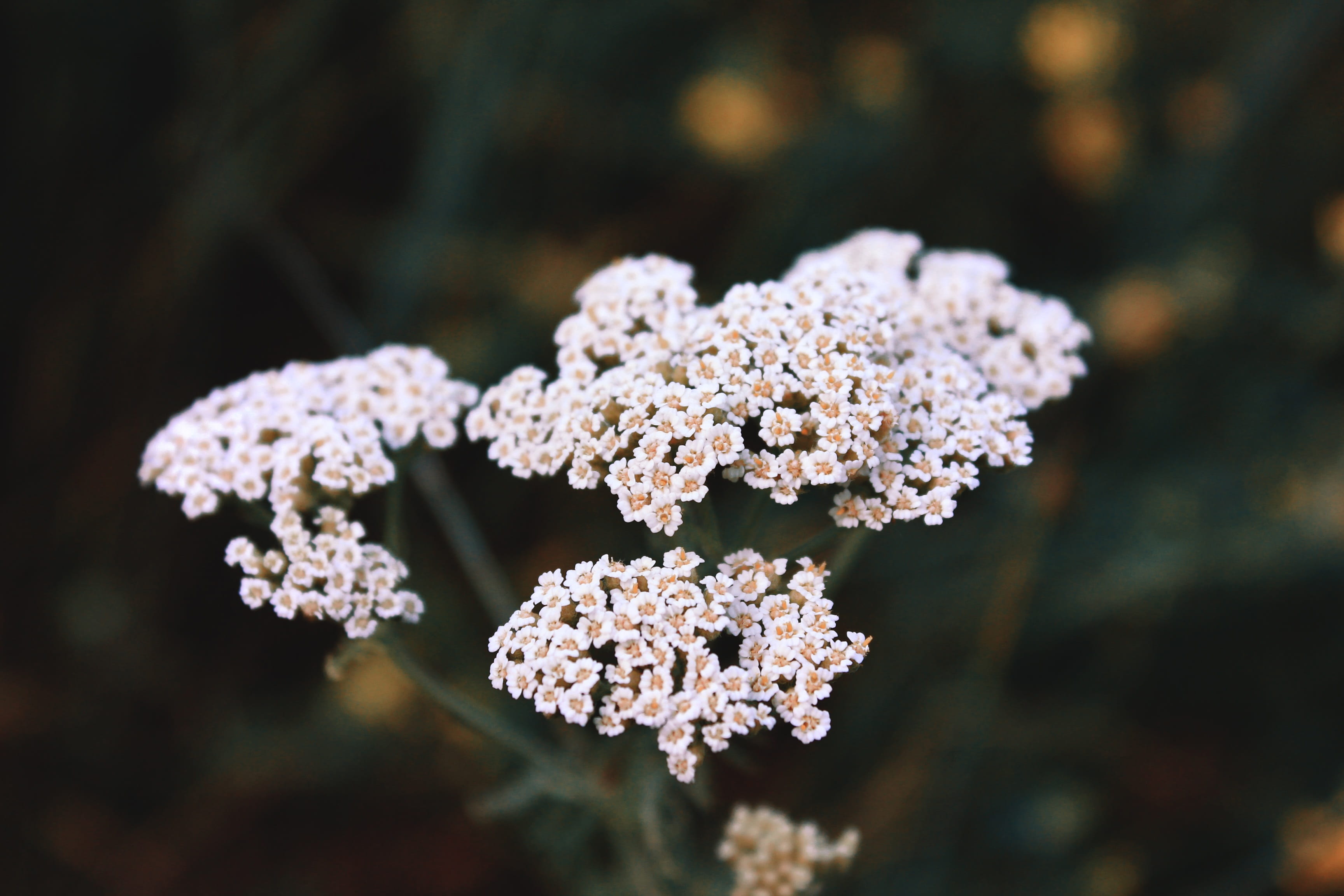 white color, Yarrow, day, Flowers, close-up, closeup, food and drink, freshness, inflorescence, focus on foreground, Grass, plant, selective focus, field grass, HD Wallpaper
