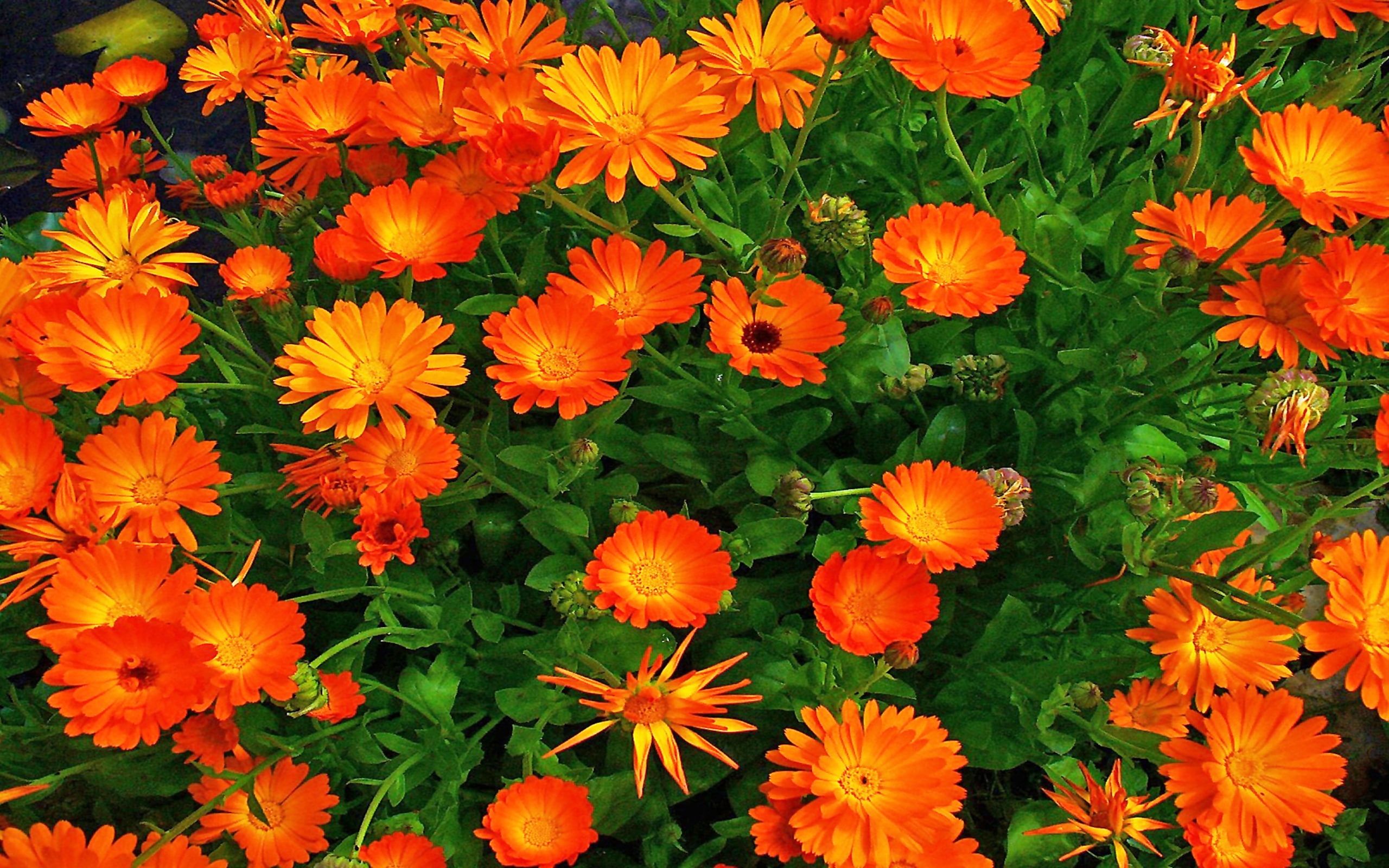 officinalis, 2K, calendula, HD Wallpaper