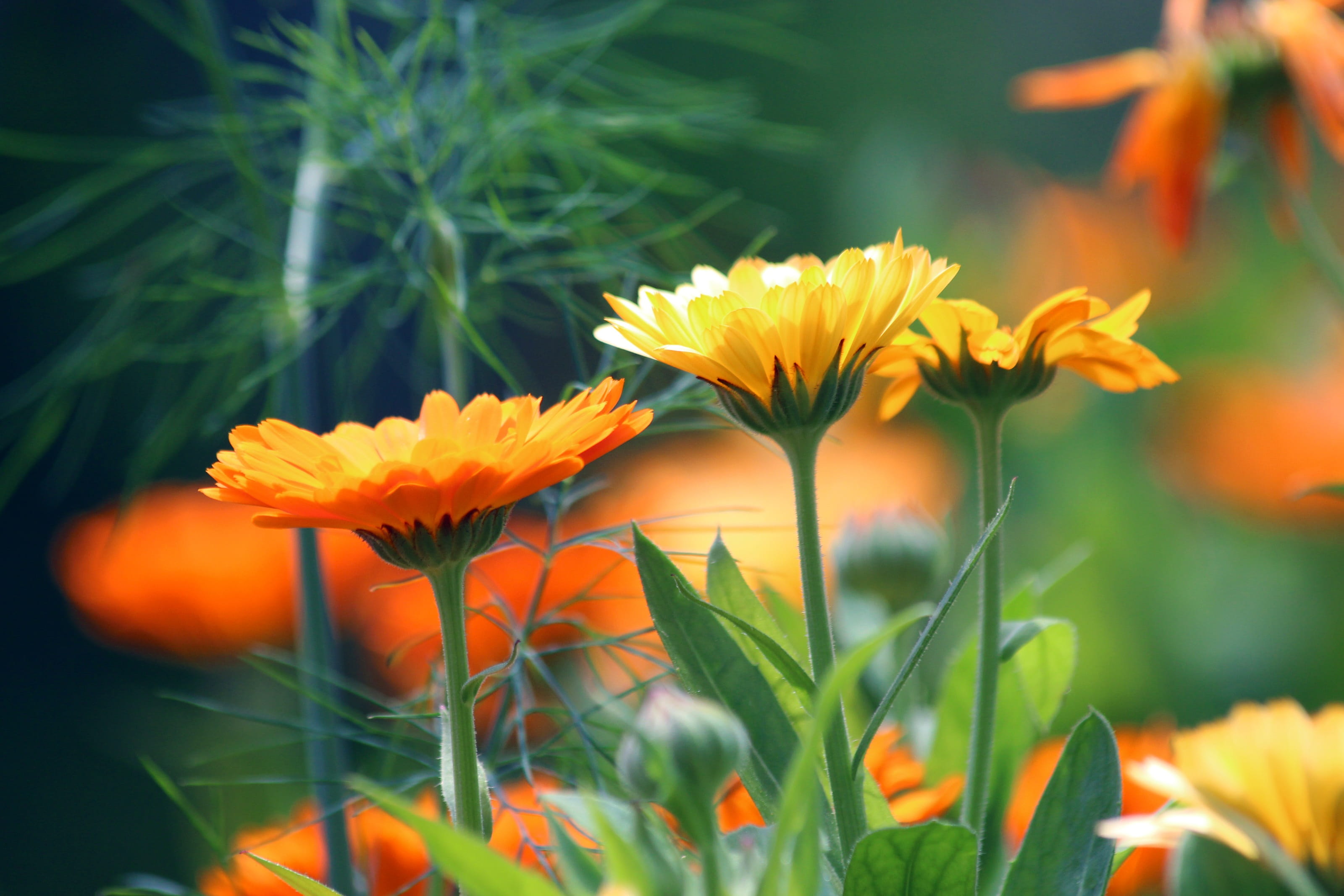 inflorescence, garden flower, botany, gazania, flower head, no people, calendula, summer flowers, flowering plant, flora, medicinal plants, flowerbed, green, HD Wallpaper