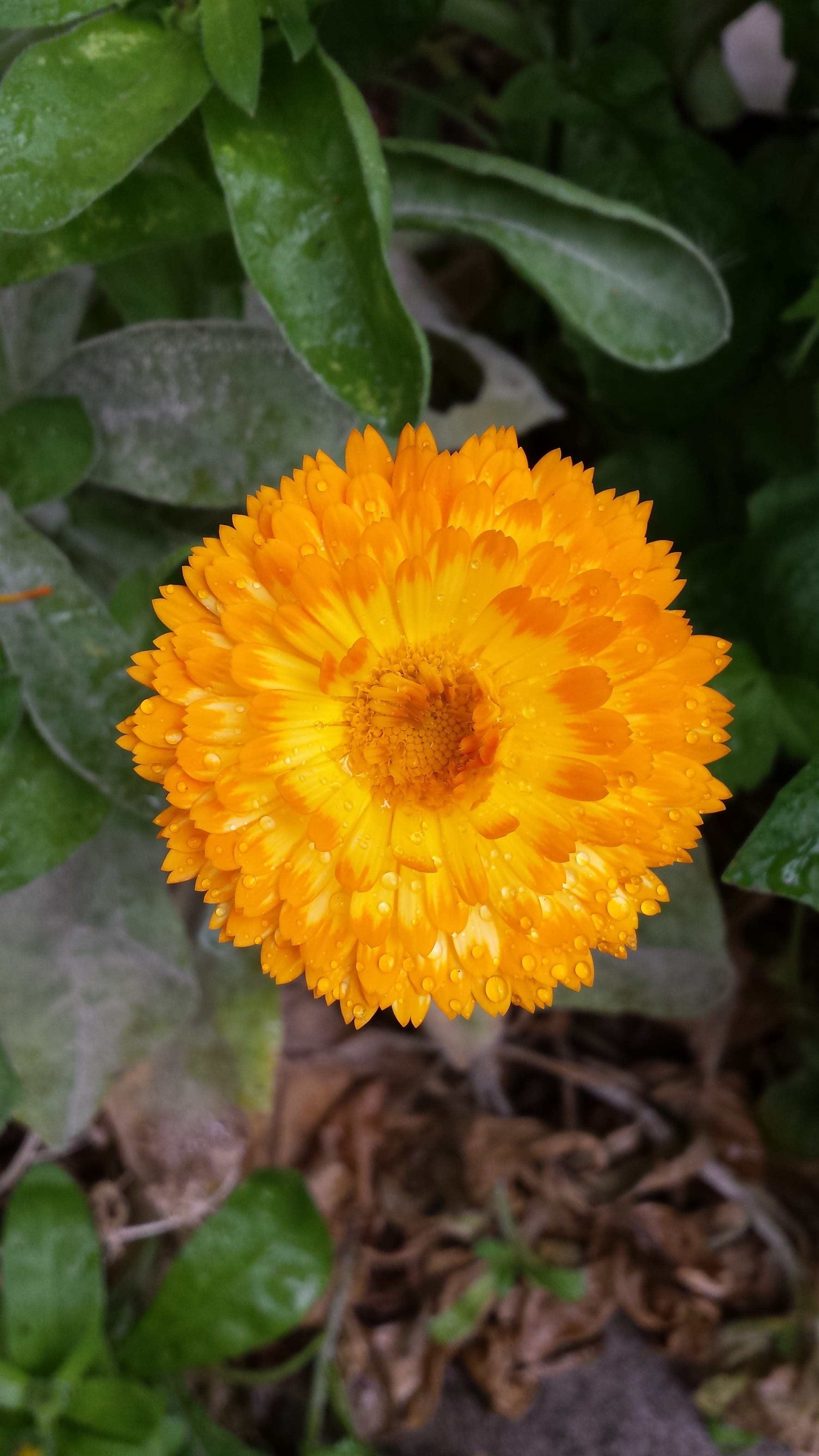 petal, medicinal, Orange, floral, pollen, no people, droplets, Flower, pot marigold, 4K, day, herbal, leaf, vulnerability, garden, flowering plant, plant, Phone HD Wallpaper