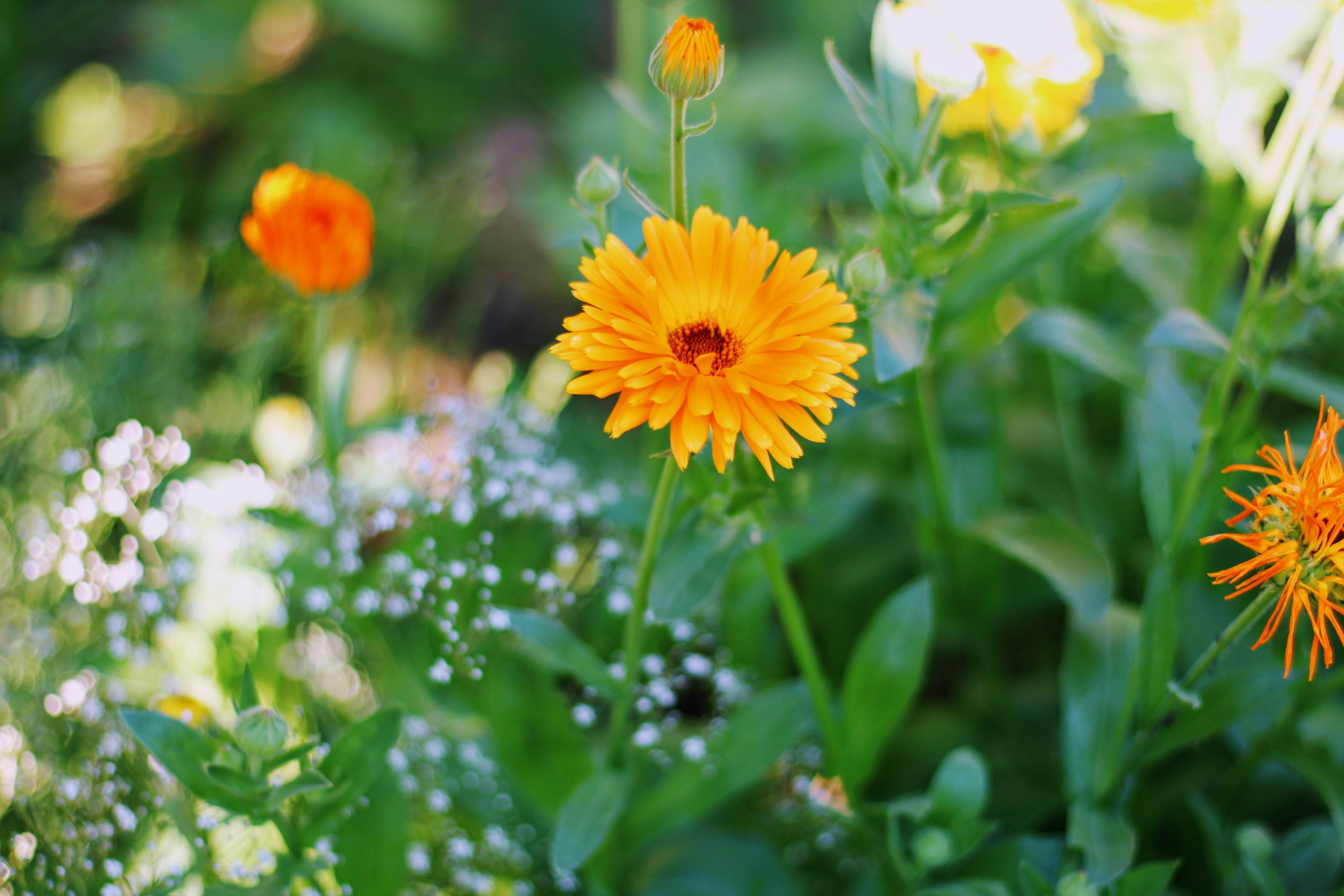 beauty in nature, no people, field, growth, leaf, green color, close-up, closeup, plant part, flower head, nature, freshness, health, fragility, marigold, HD Wallpaper