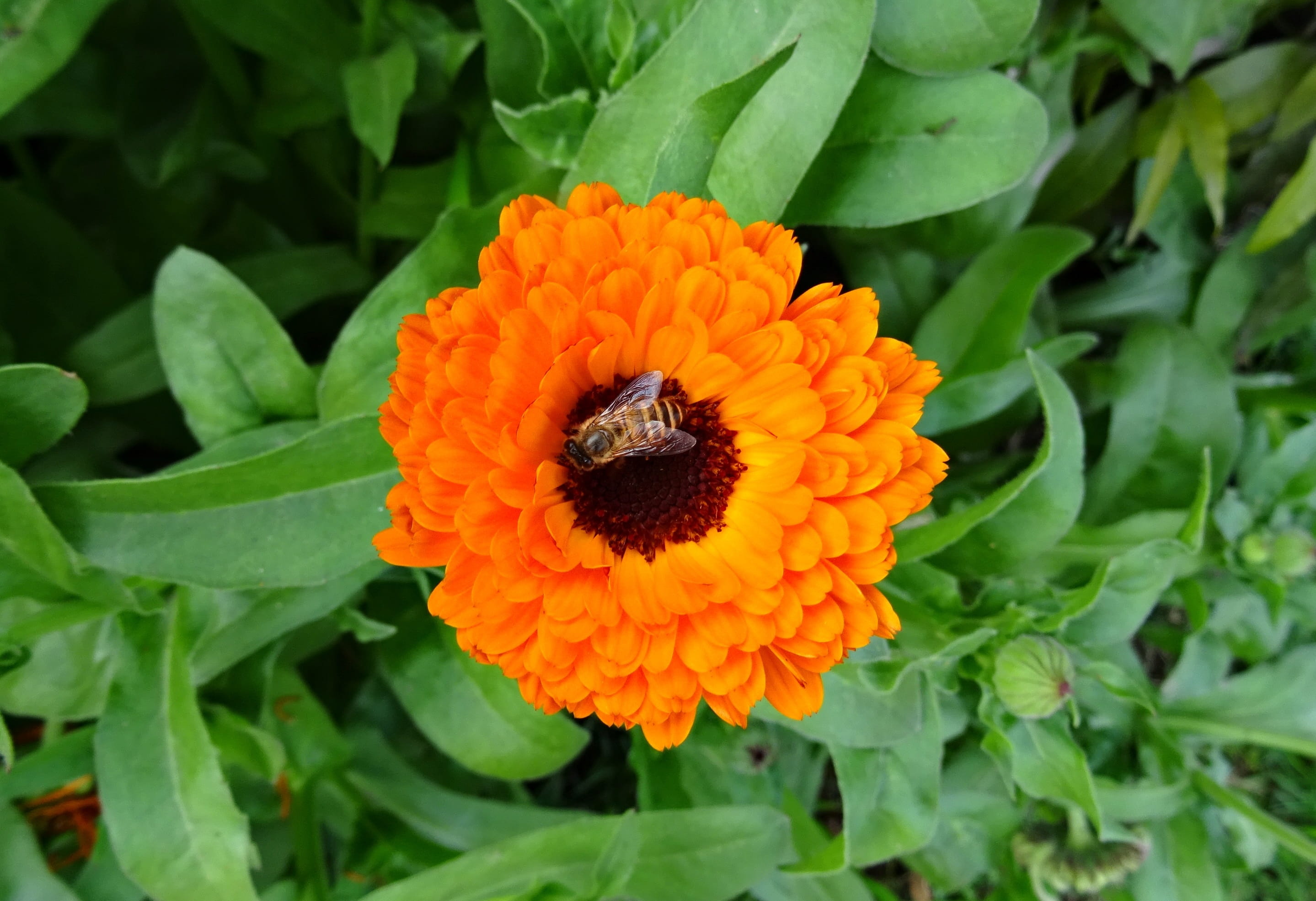 english marigold, fragility, animals in the wild, calendula officinalis, flower, growth, inflorescence, 2K, plant part, vulnerability, animal themes, leaf, HD Wallpaper
