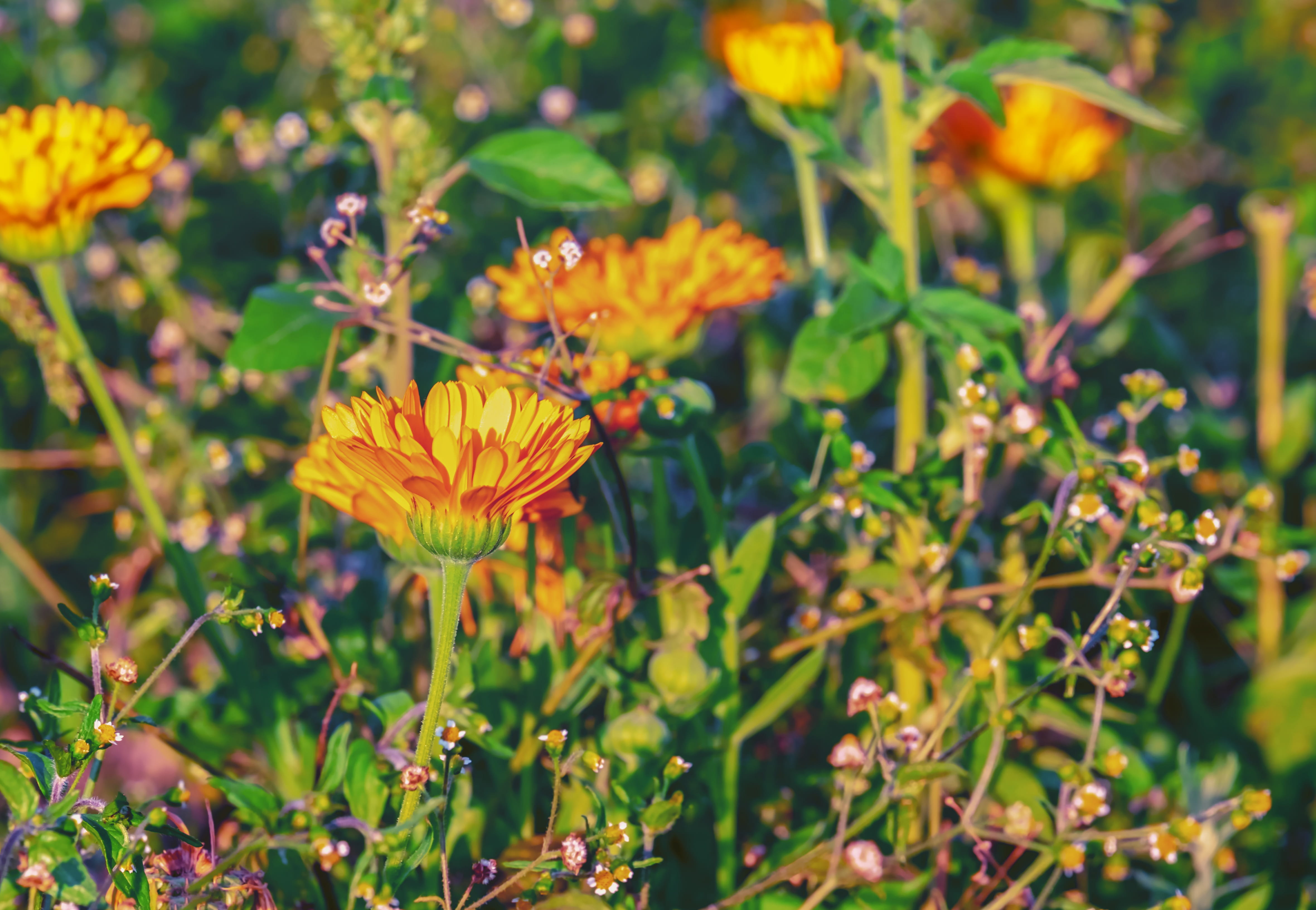 inflorescence, marigold, calendula officinalis, growth, close-up, flower, freshness, beautiful, insect, no people, green color, focus on foreground, medicinal plant, HD Wallpaper