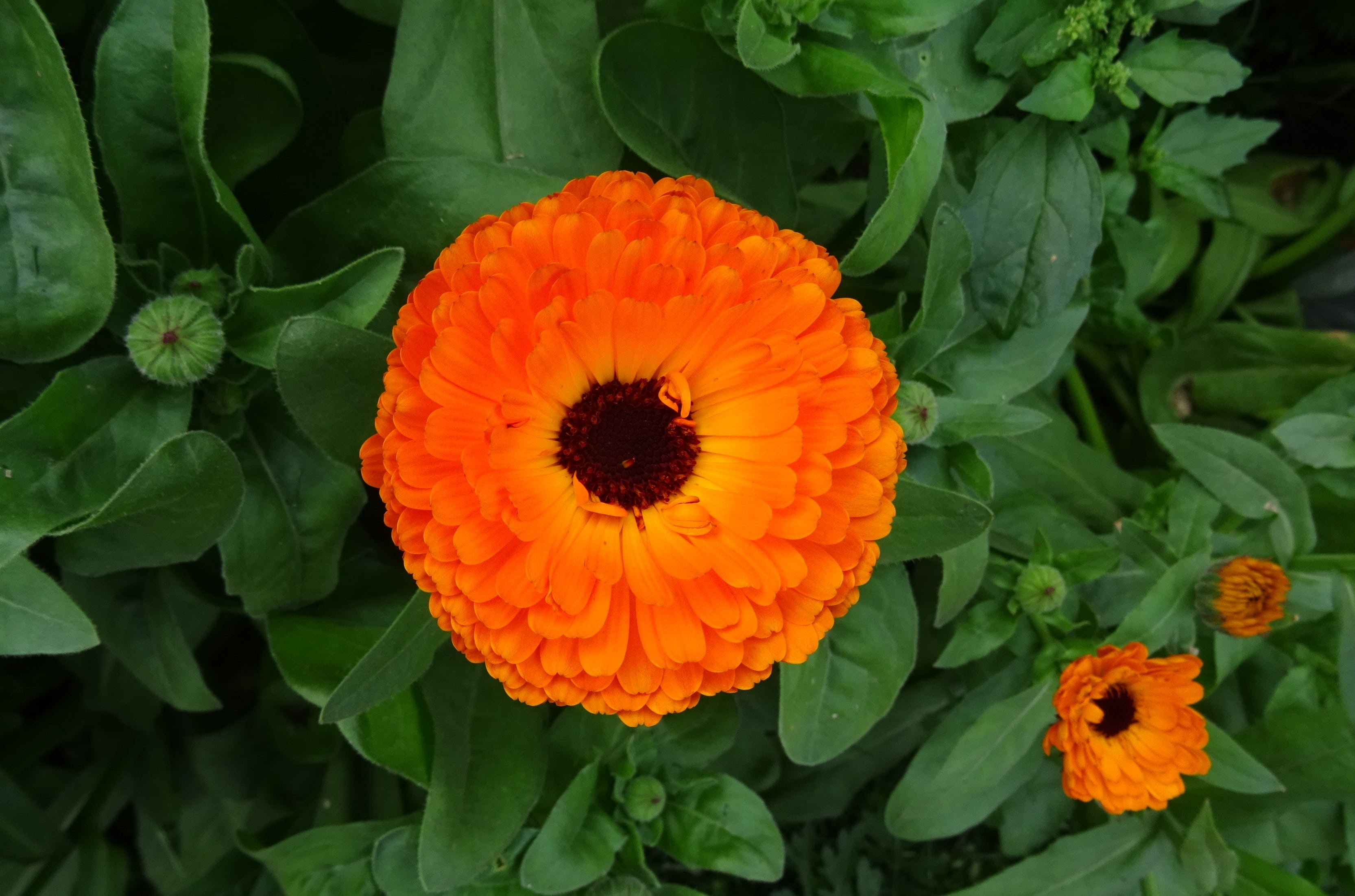 green color, directly above, genda, freshness, no people, leaf, calendula, vegetable, english marigold, 2K, flower, delhi, orange color, vulnerability, HD Wallpaper