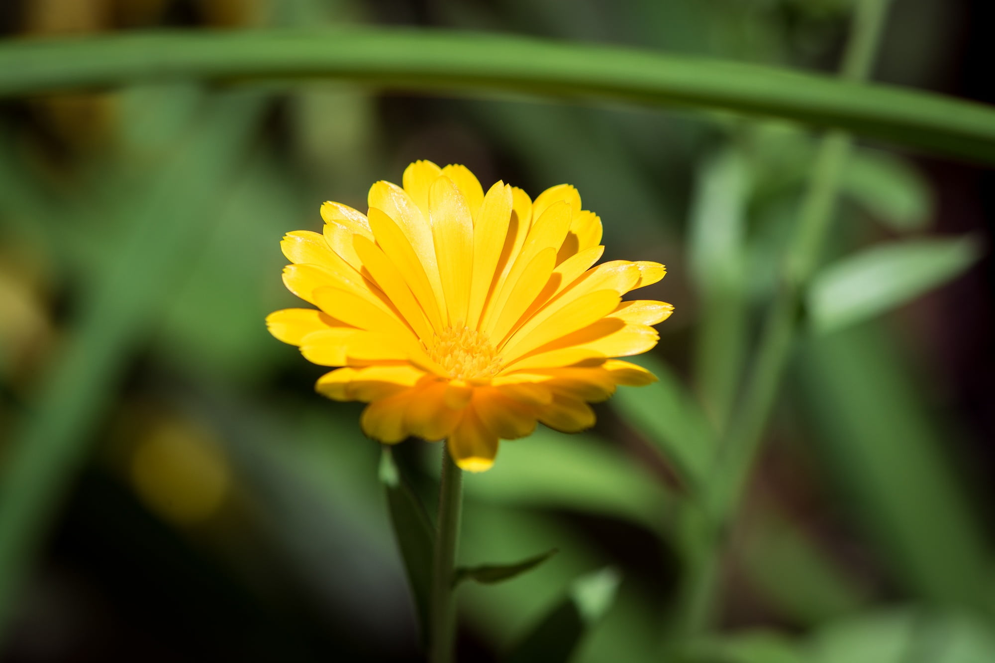 flowering plant, flower head, plant stem, yellow flower, vulnerability, yellow, freshness, beauty in nature, close-up, garden, selective focus, no people, HD Wallpaper