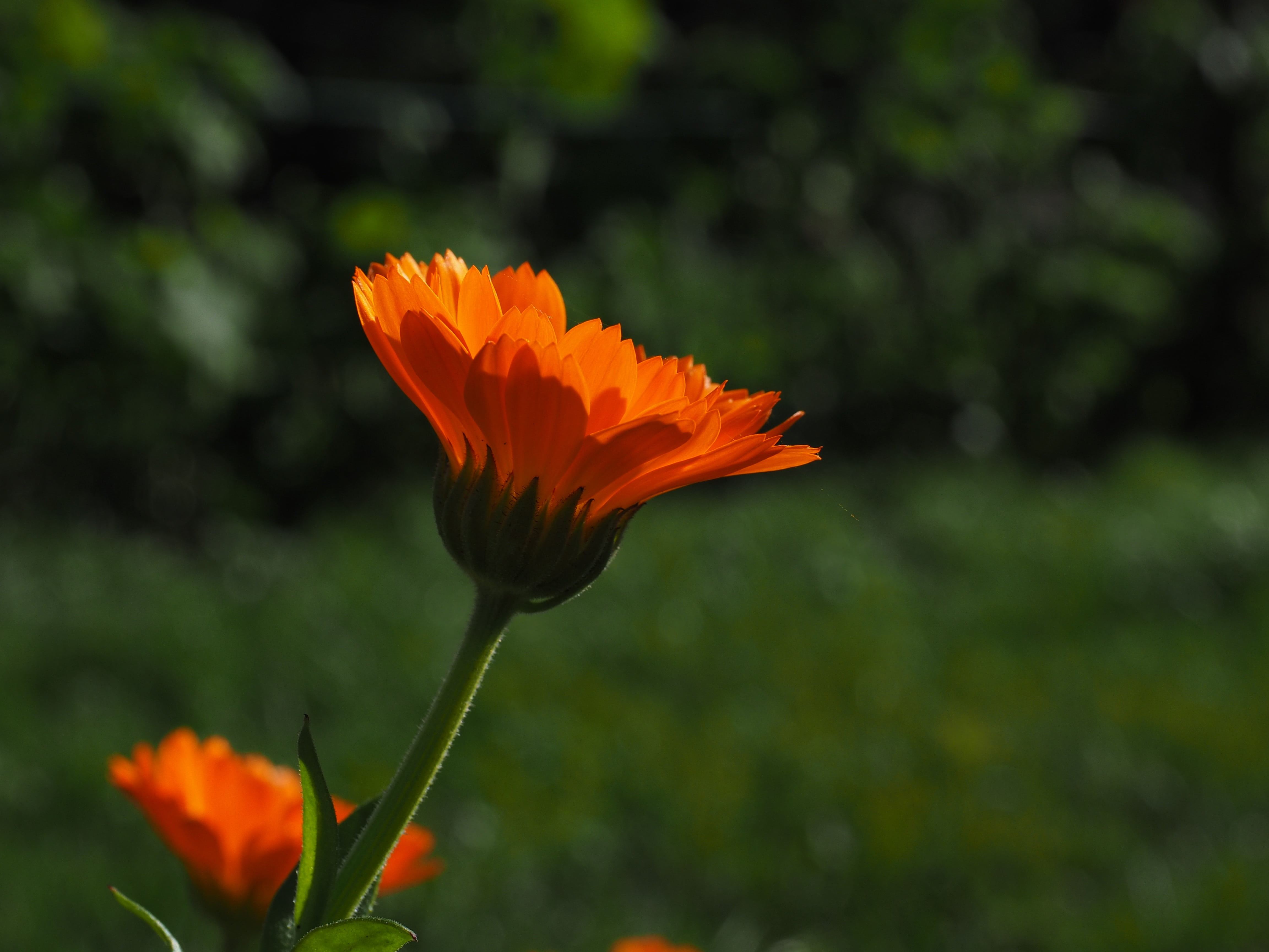 marigold, close-up, vulnerability, orange color, flower, nature, 4K, beauty In Nature, pollen, flower head, botany, plant, orange, blossom, asteraceae, HD Wallpaper