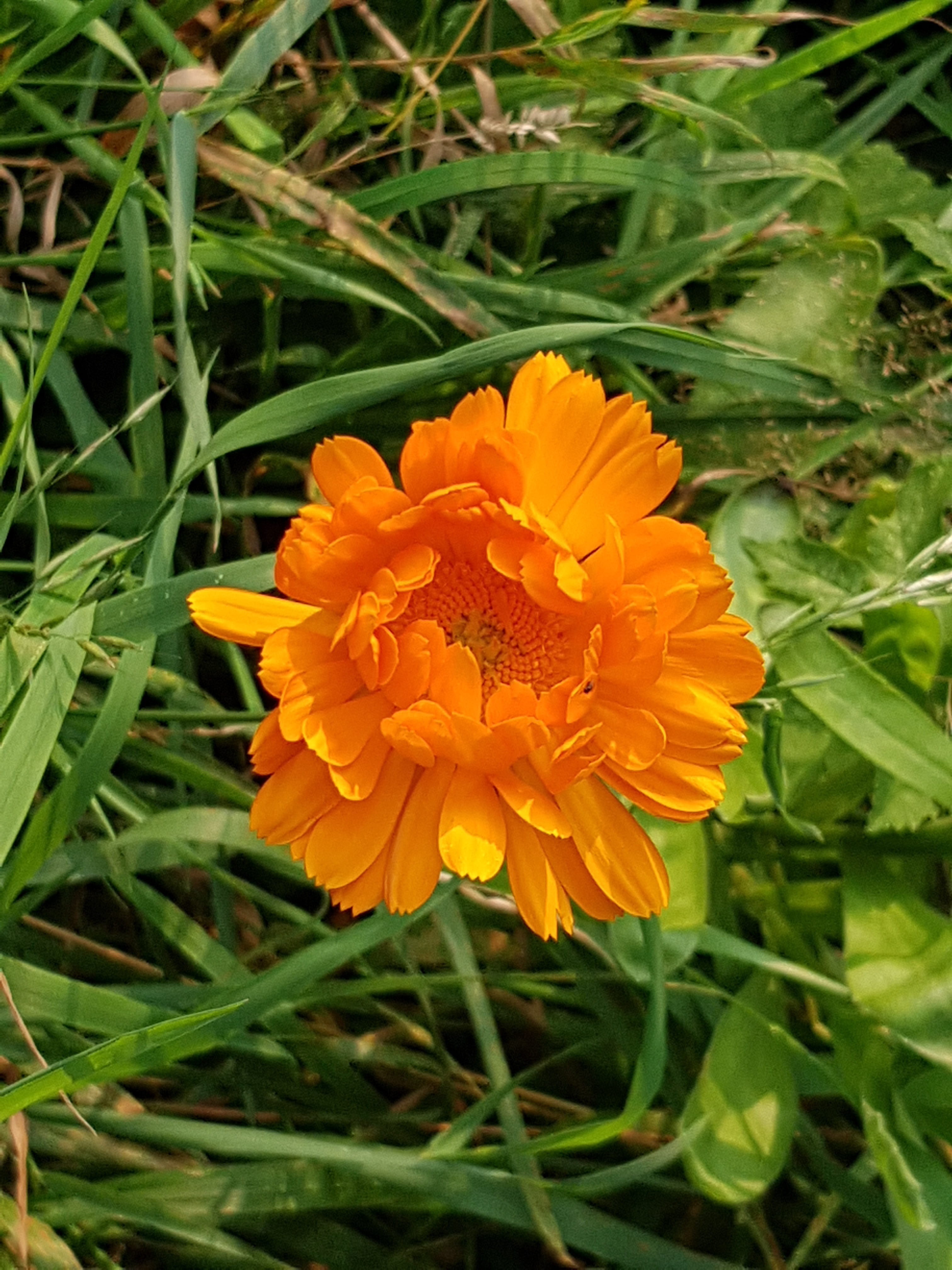 no people, leaf, plant part, growth, nature, flowering plant, fragility, 4K, flower head, plant, flower, vulnerability, petal, meadow, green color, outdoors, Phone HD Wallpaper