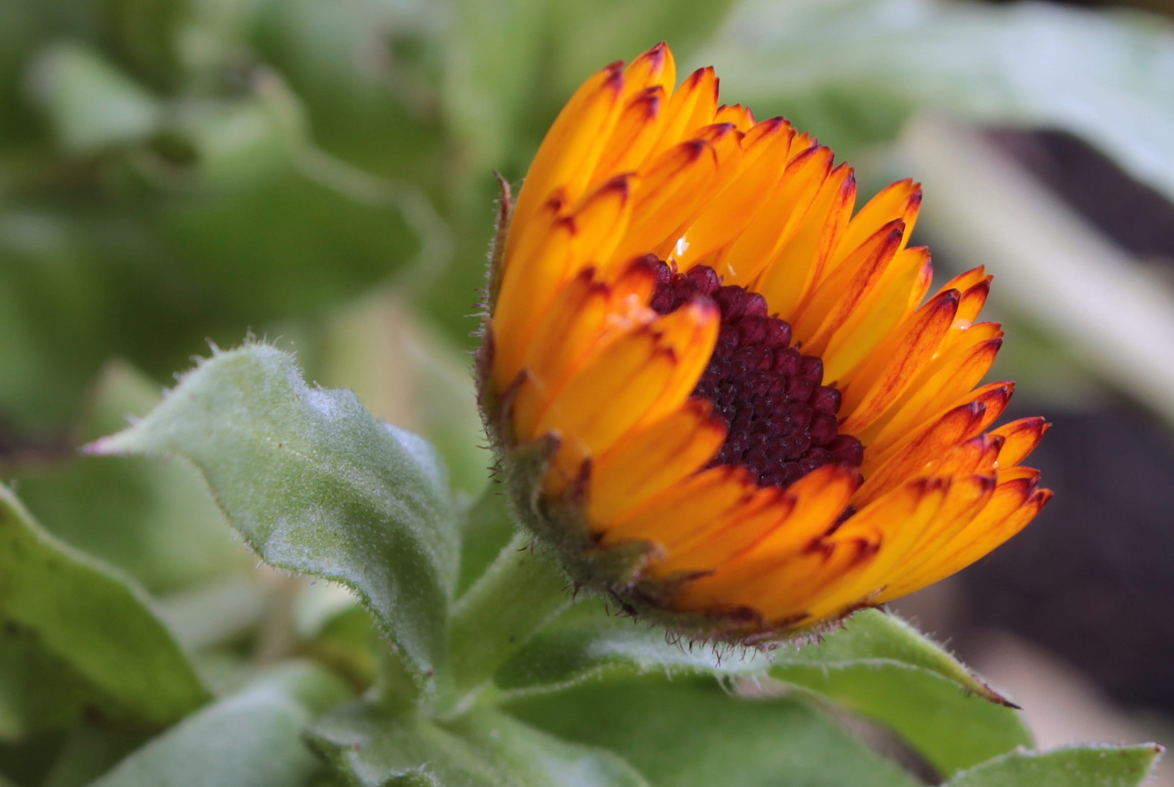 inflorescence, insect, flower, plant, orange color, flowering plant, fragility, flower head, butterfly - insect, pollination, petal, bloom, calendula officinalis, HD Wallpaper