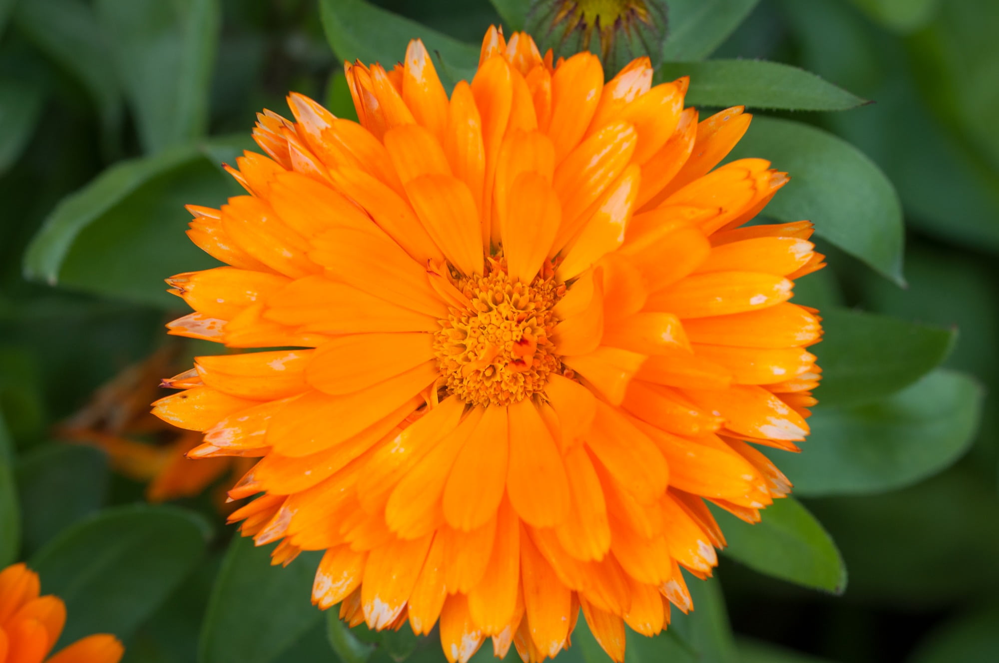 gazania, close, bloom, medicinal plant, nature, orange, garden, vulnerability, inflorescence, petal, calendula officinalis, pollen, orange color, flower head, HD Wallpaper