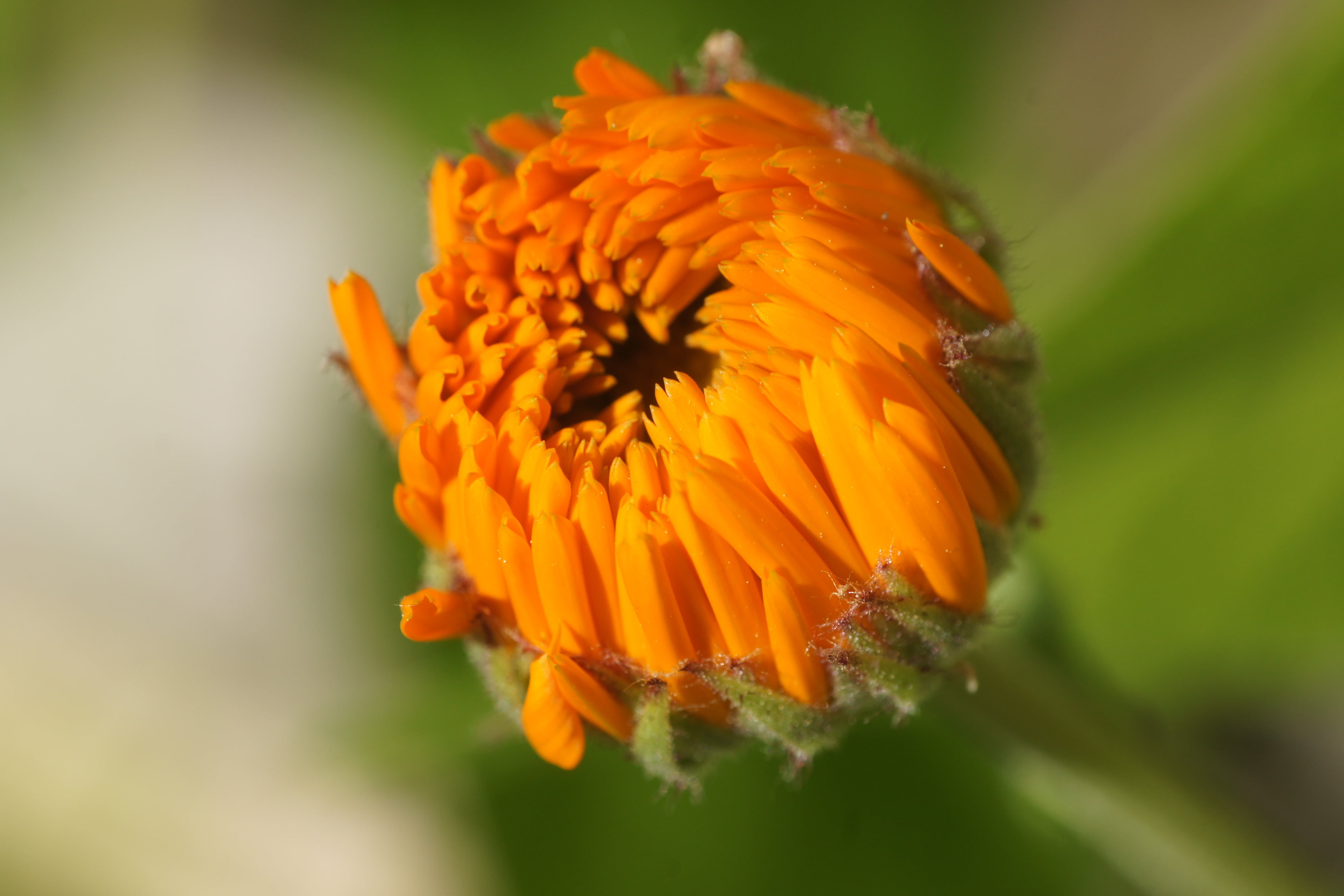 fragility, growth, beauty in nature, vulnerability, flower, plant, blossom, gardening, close-up, outdoors, no people, springtime, flower head, inflorescence, HD Wallpaper