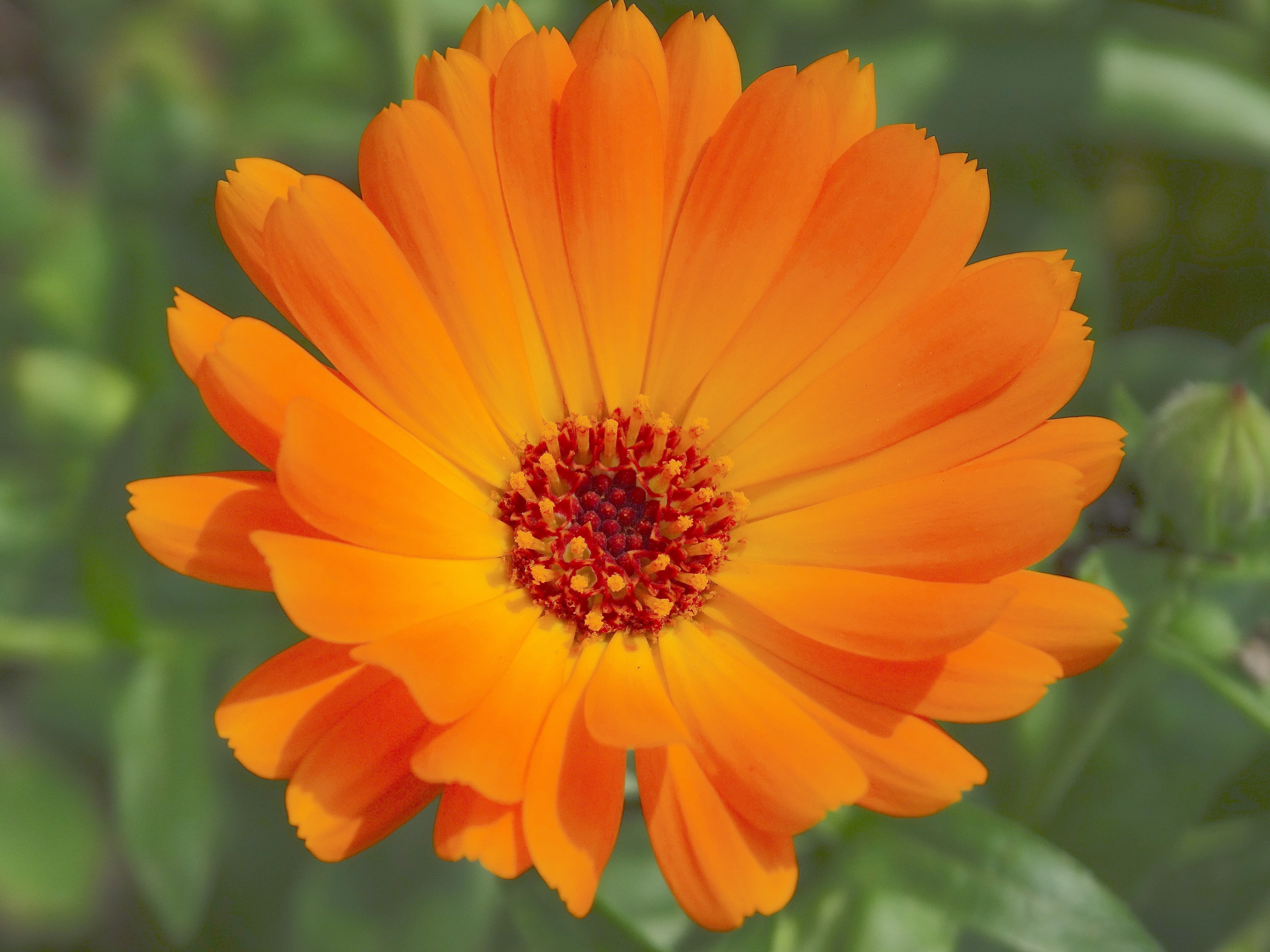 fragility, inflorescence, yellow, flora, gazania, blossom, freshness, growth, flower head, 5K, nature, summer, beauty in nature, plant, pollen, flowering plant, HD Wallpaper