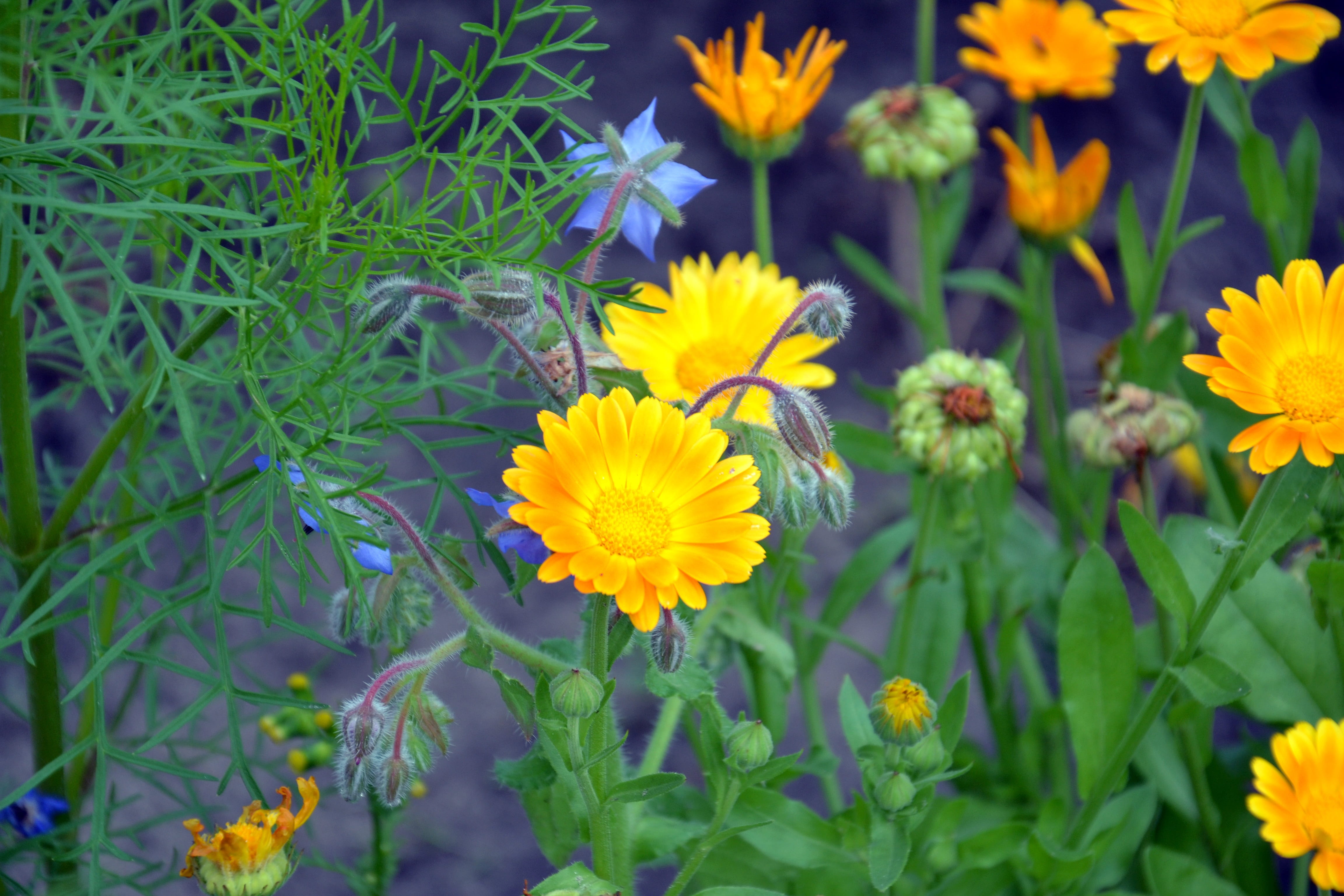 garden flower, day, plant, growth, plant part, selective focus, leaves, focus, flowering plant, outdoors, garden, vulnerability, flora, flower head, colorful, HD Wallpaper