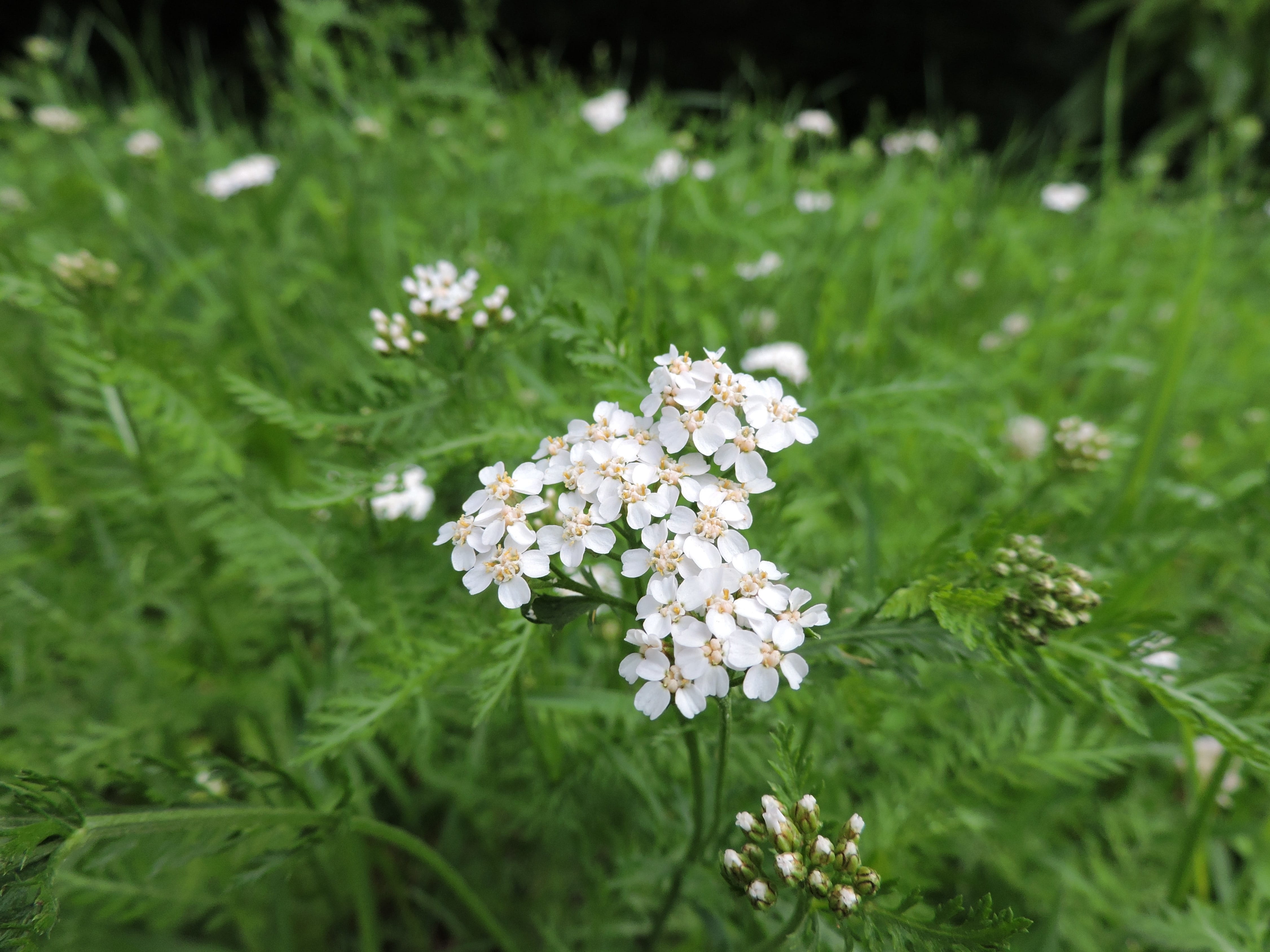 focus on foreground, outdoors, vulnerability, growth, asteraceae, yarrow, selective focus, nature, inflorescence, petal, beauty in nature, no people, fragility, HD Wallpaper