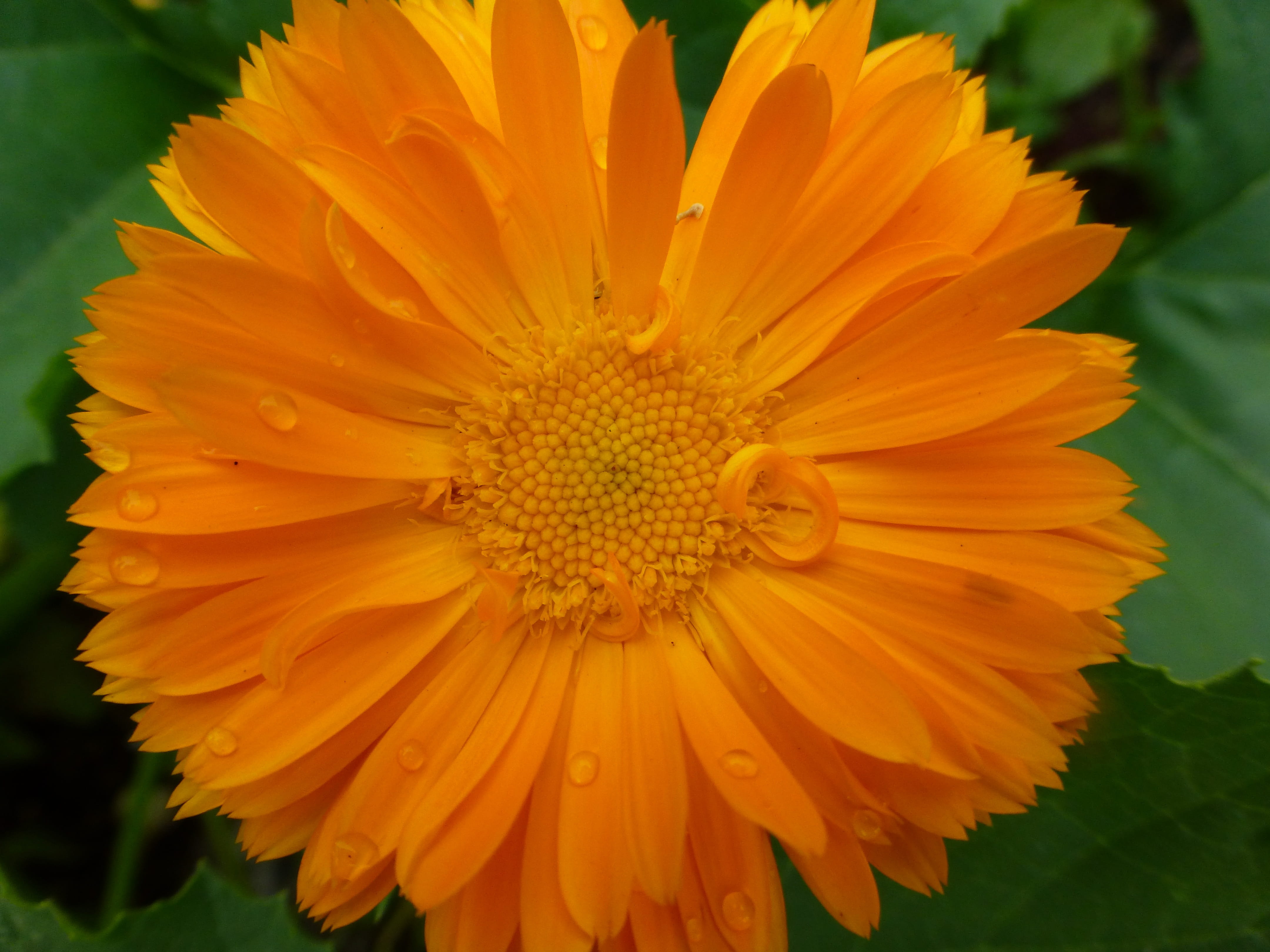 close-up, fragility, pollen, orange color, marigold, calendula, medicinal, orange, herb, petal, day, flower head, nature, Calendula Officinalis, summer, HD Wallpaper