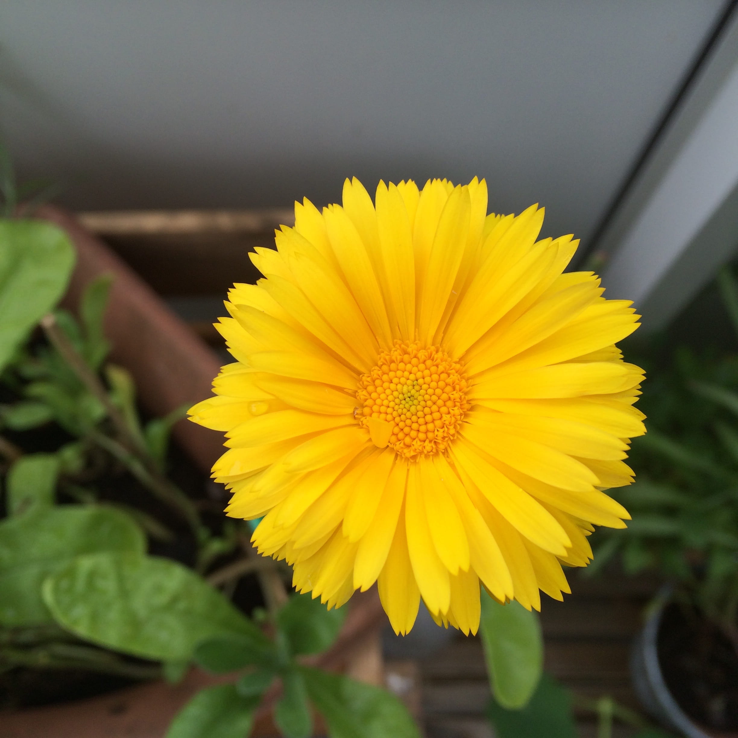 inflorescence, blütenmeer, daisy, vulnerability, close-up, flower arrangement, pollen, plant part, day, Flower, petal, yellow, fragility, no people, focus on foreground, Phone HD Wallpaper